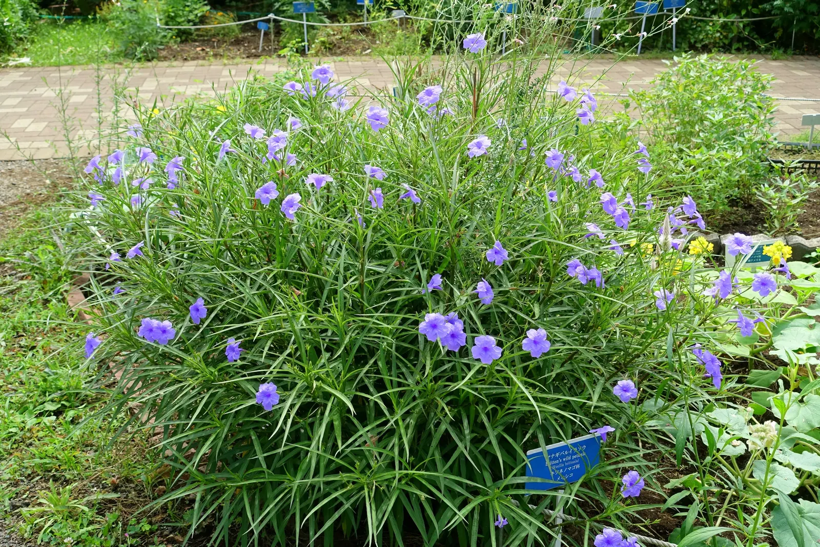 Mexican Bluebell (Ruellia Simplex) — is a vibrant and versatile perennial that will add a splash of color to any landscape design; offering a lengthy display