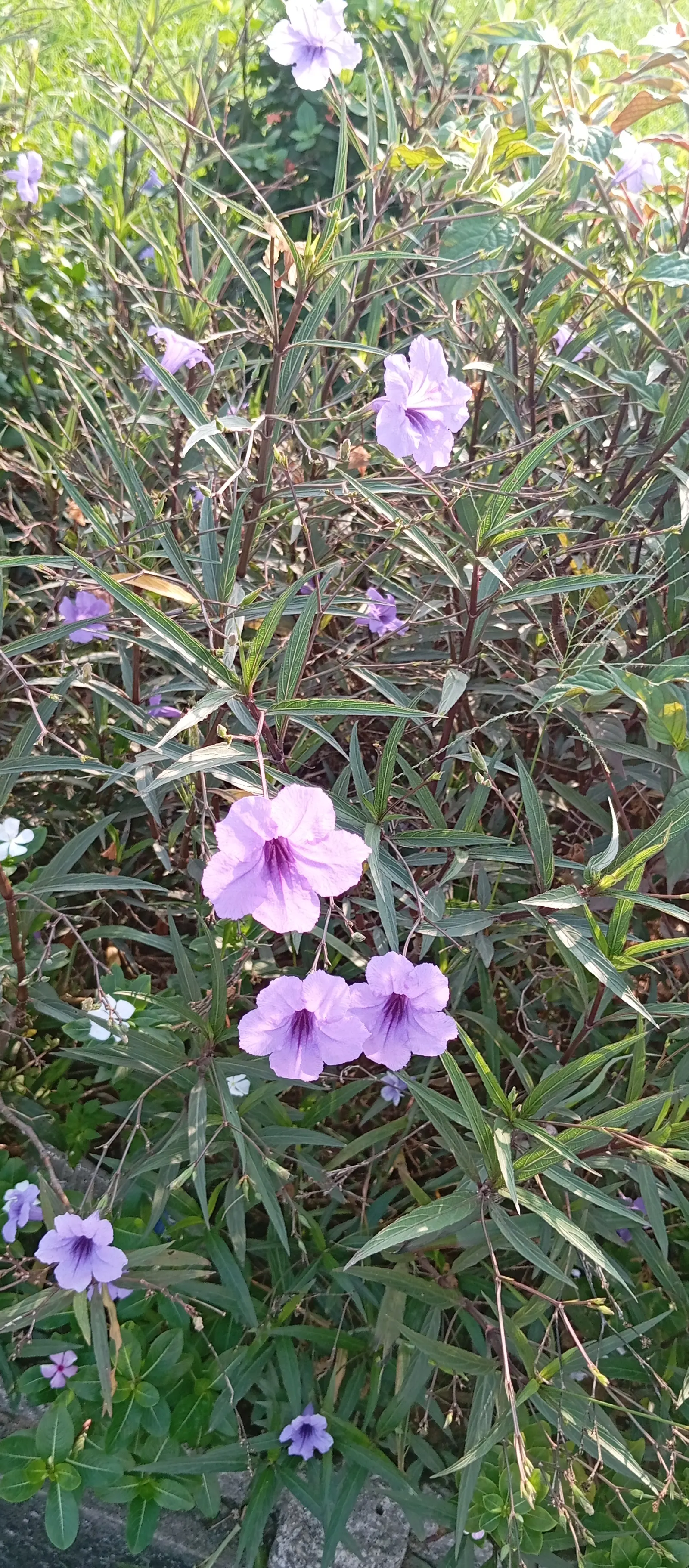 Mexican Bluebell (Ruellia Simplex) — providing both aesthetic and ecological value; but it is also drought-tolerant once established, image 78