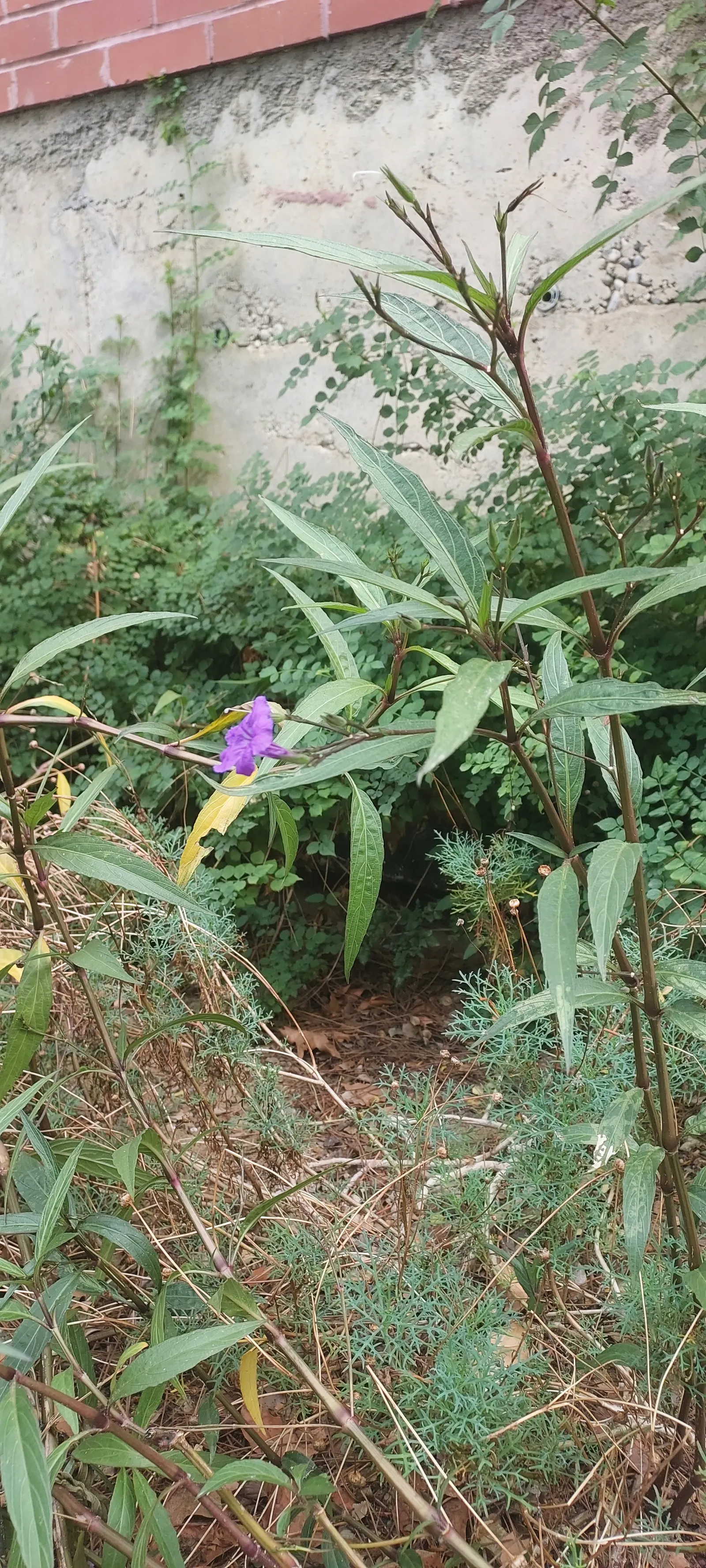 Mexican Bluebell (Ruellia Simplex) — dark green leaves and trumpet-like flowers; regular watering will keep this plant healthy, image 60