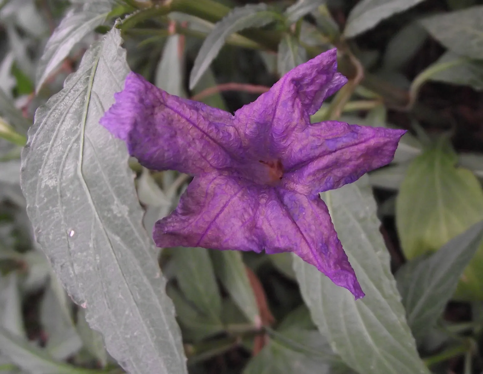 Mexican Bluebell (Ruellia Simplex) — Ideal for USDA zones 8-11