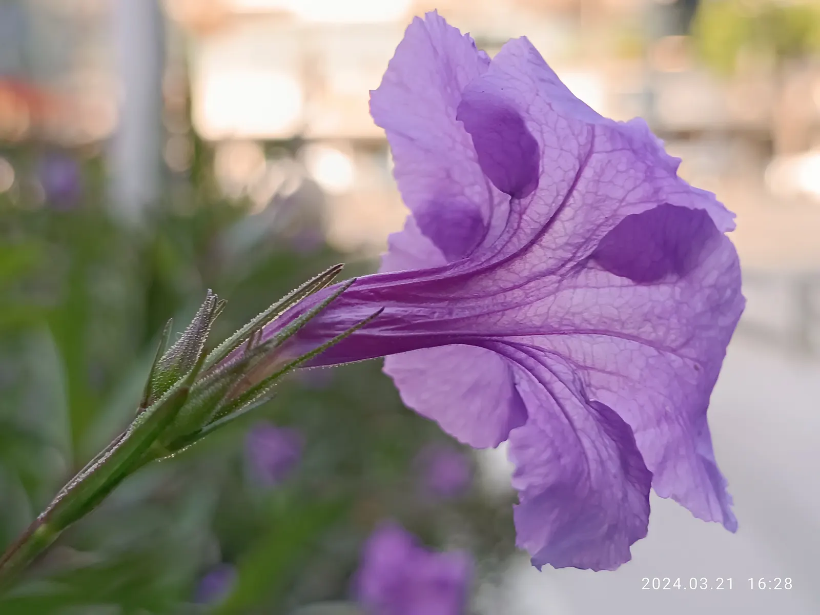 Mexican Bluebell (Ruellia Simplex) — providing both aesthetic and ecological value; but it is also drought-tolerant once established, image 53