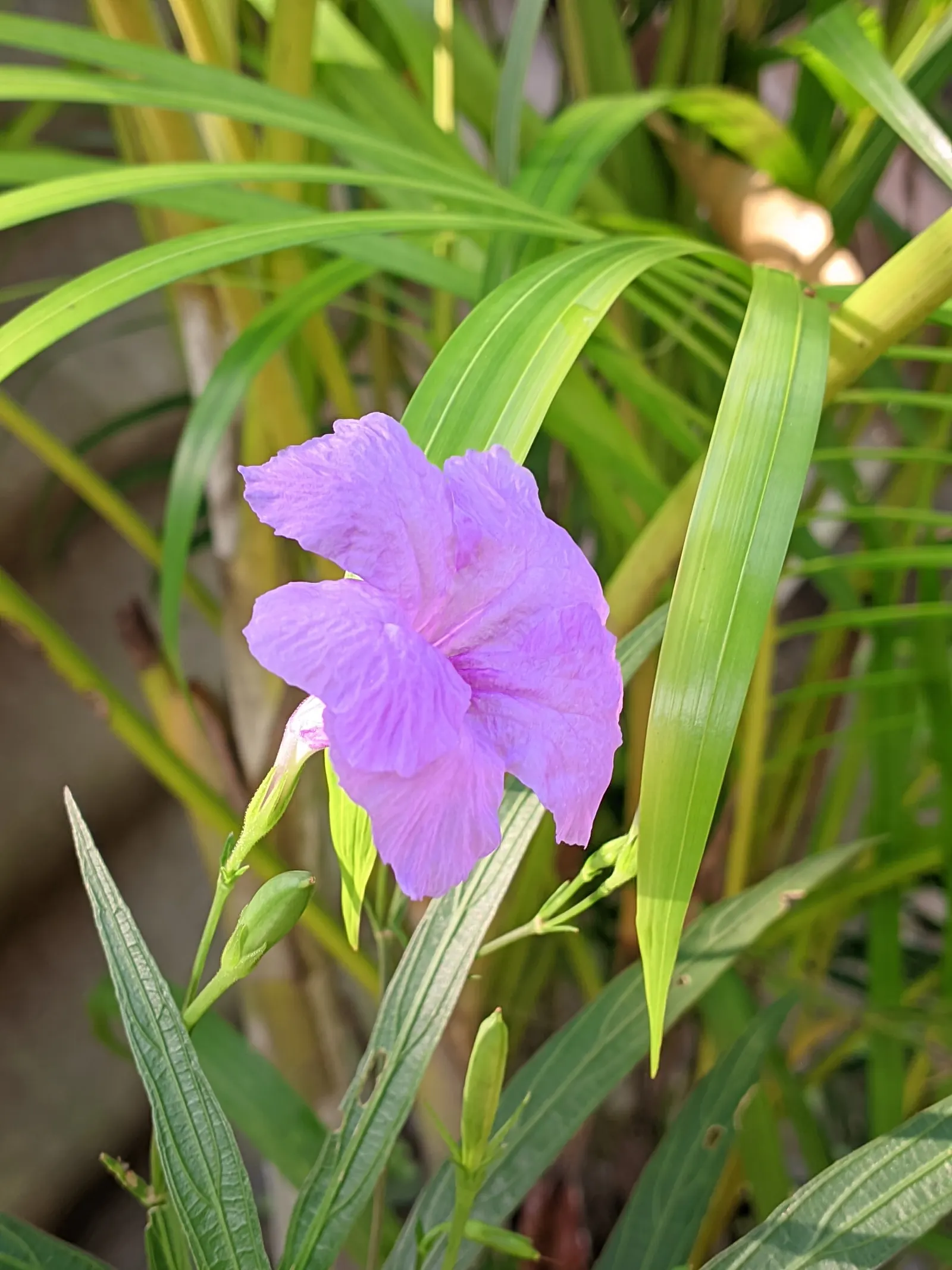 Mexican Bluebell (Ruellia Simplex) — The flowers can range in hue from deep blue to purples and even to white; is a vibrant and versatile perennial, image 62