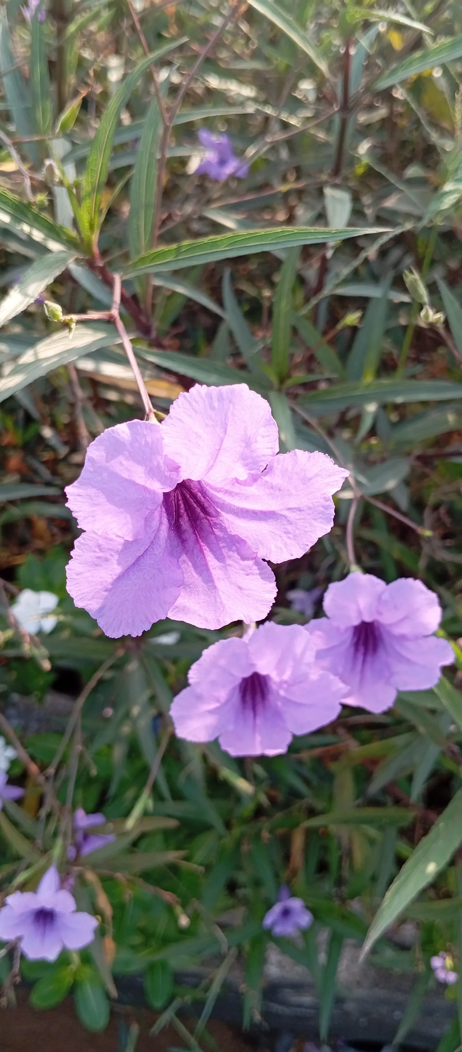 Mexican Bluebell (Ruellia Simplex) — offering a lengthy display of color; the Mexican Bluebell is known to attract butterflies and hummingbirds, image 89