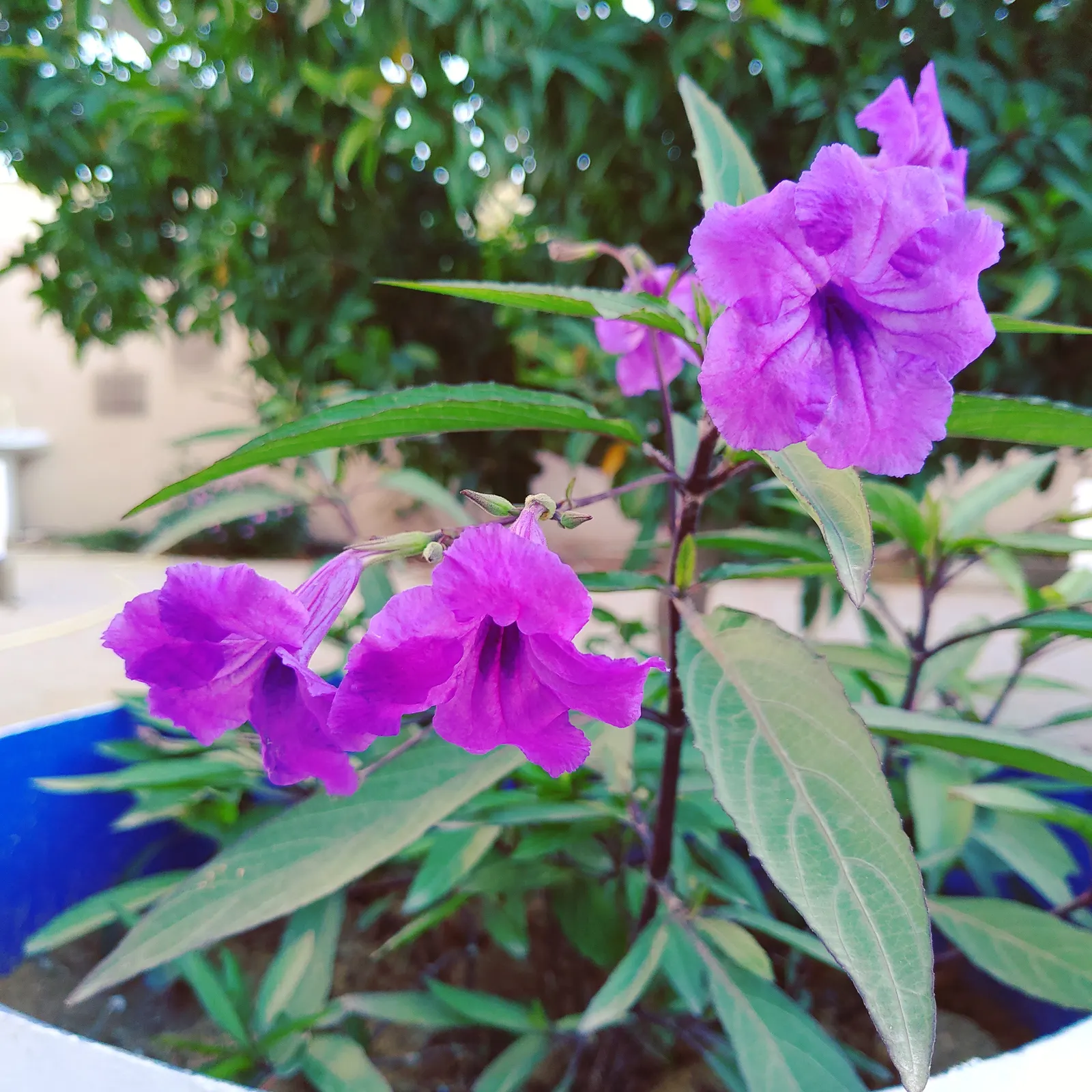 Mexican Bluebell (Ruellia Simplex) — is a vibrant and versatile perennial that will add a splash of color to any landscape design; offering a, image 56