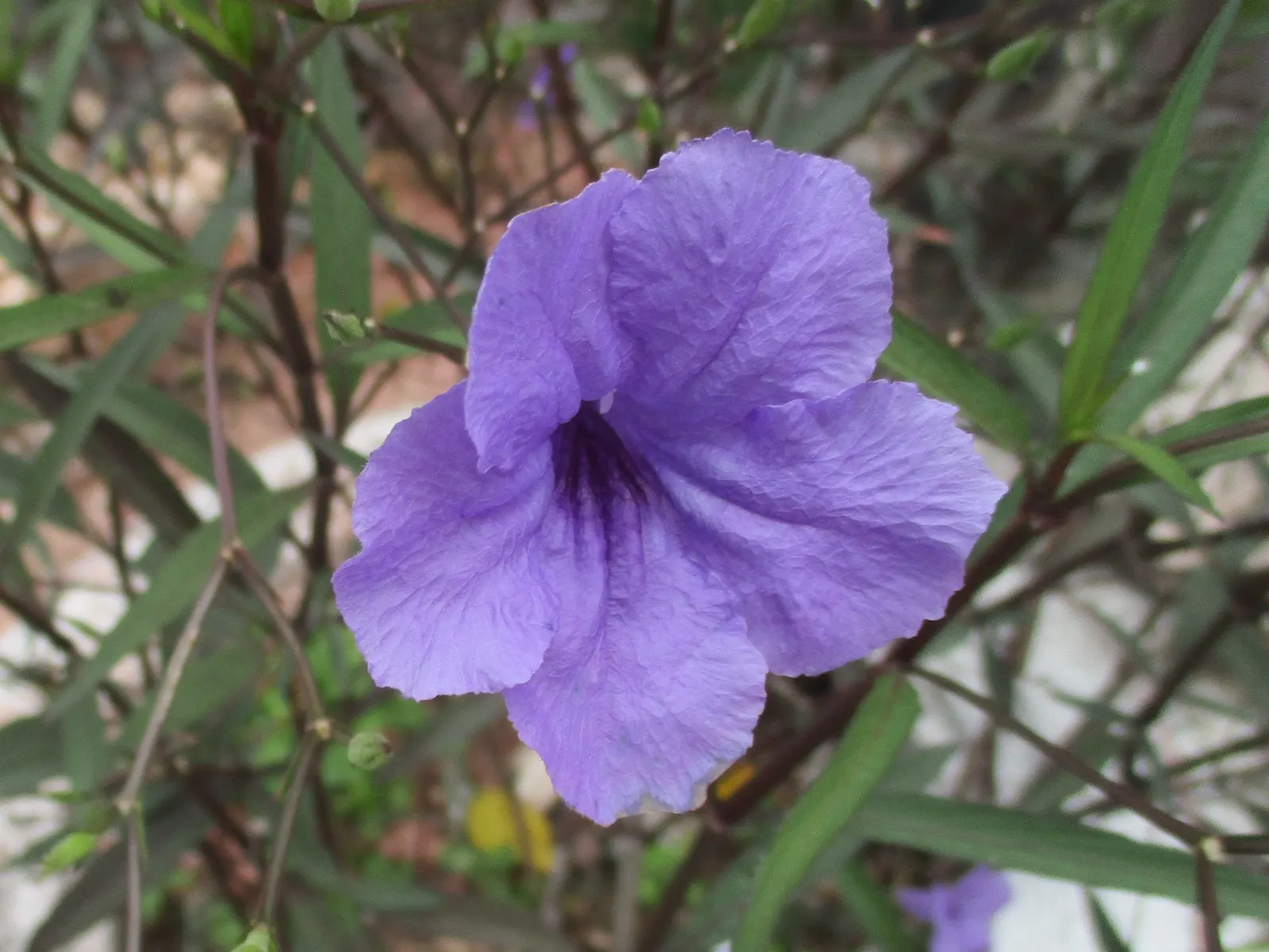 Mexican Bluebell (Ruellia Simplex) — yet striking ornamental that provides lasting beauty and pollinator benefits