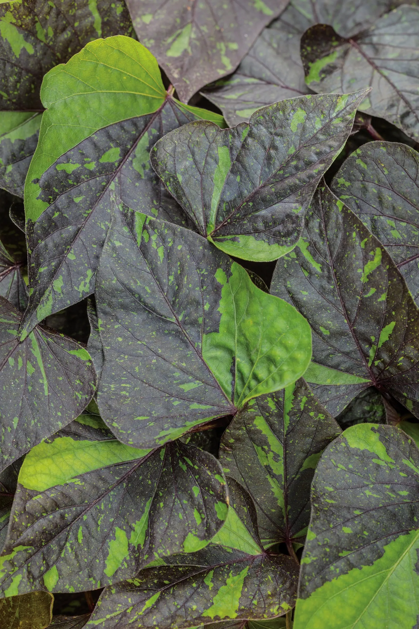 Shadowstorm® ornamental sweet potato vine (Ipomoea batatas) — Grow in part sun to sun with well-drained soil, average water, and occasional feeding for best