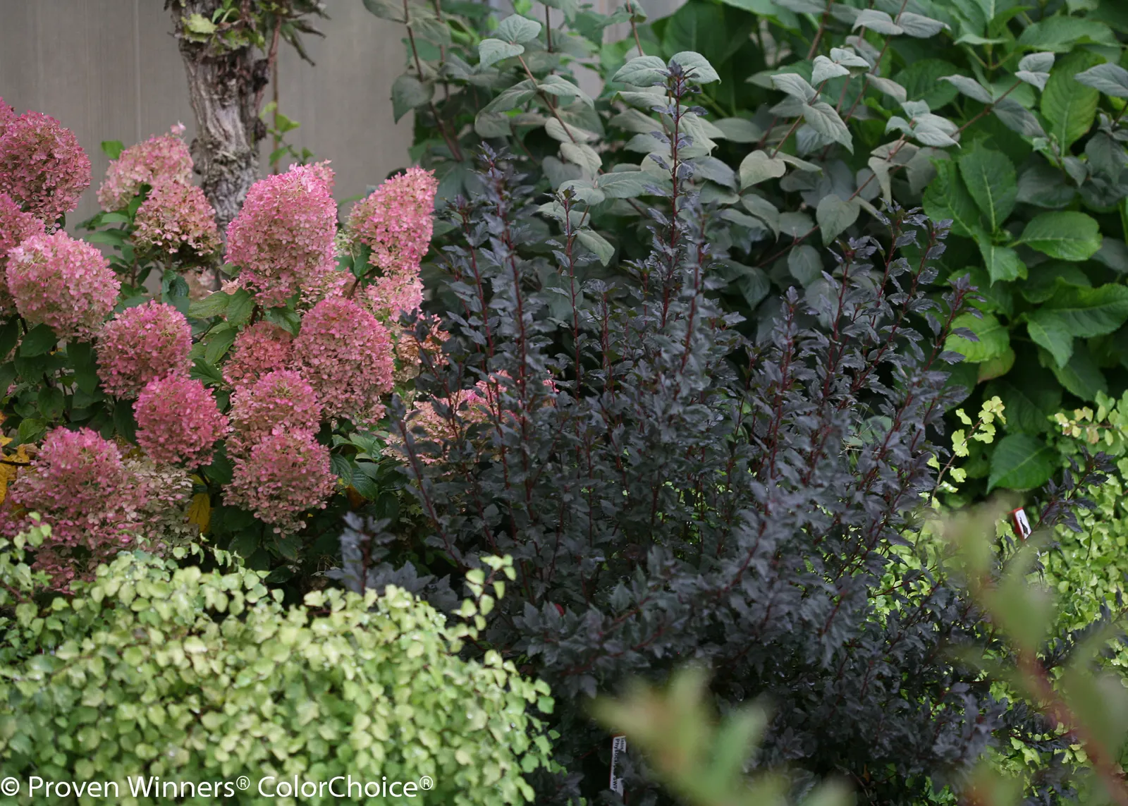 Little Lime® Panicle Hydrangea (Hydrangea paniculata) — making it a reliable choice in climates where winter can be unpredictable