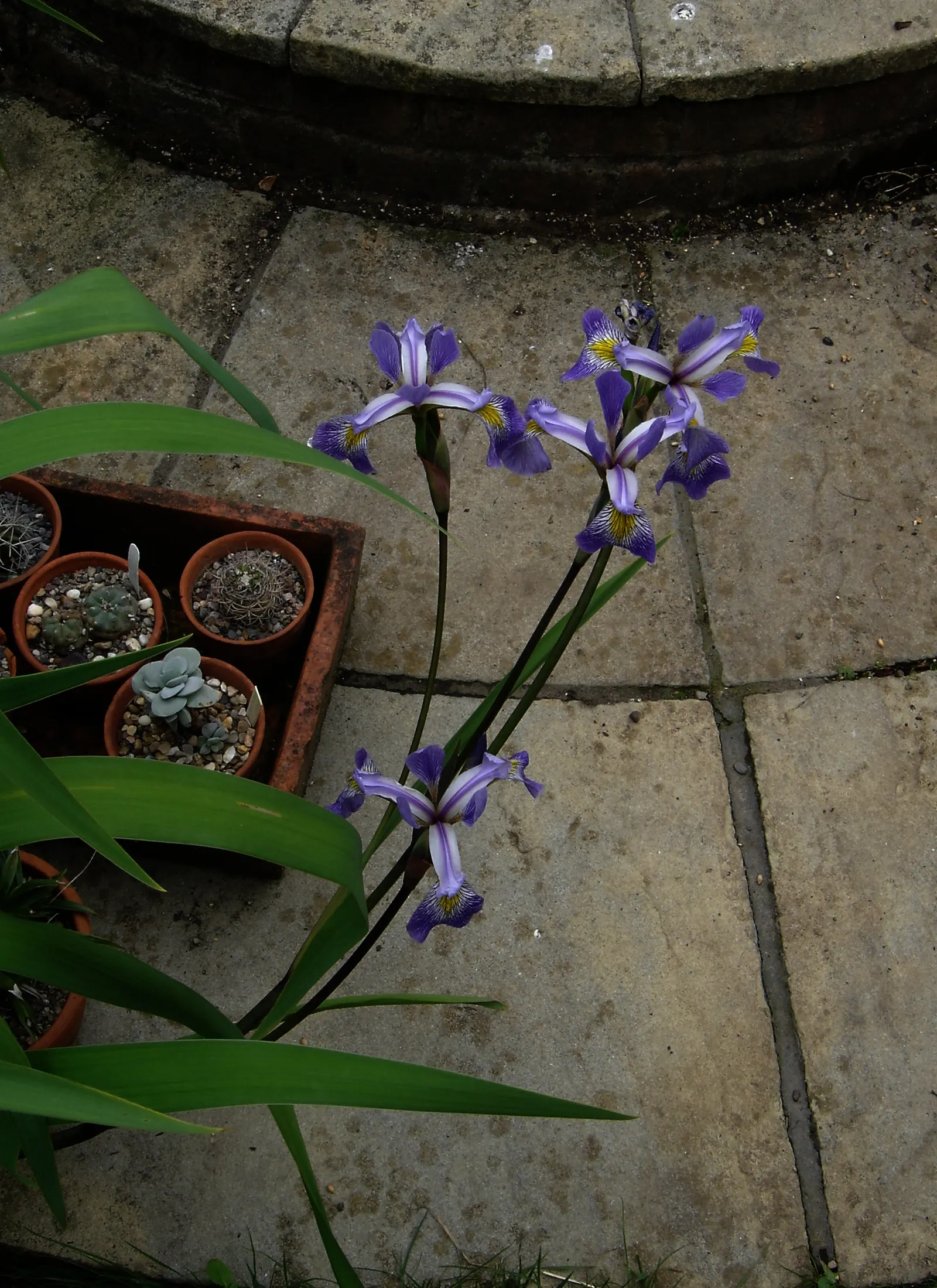 Gerald Darby Iris (Iris X Robusta 'Gerald Darby') — its sword-like foliage spans up to 24 inches