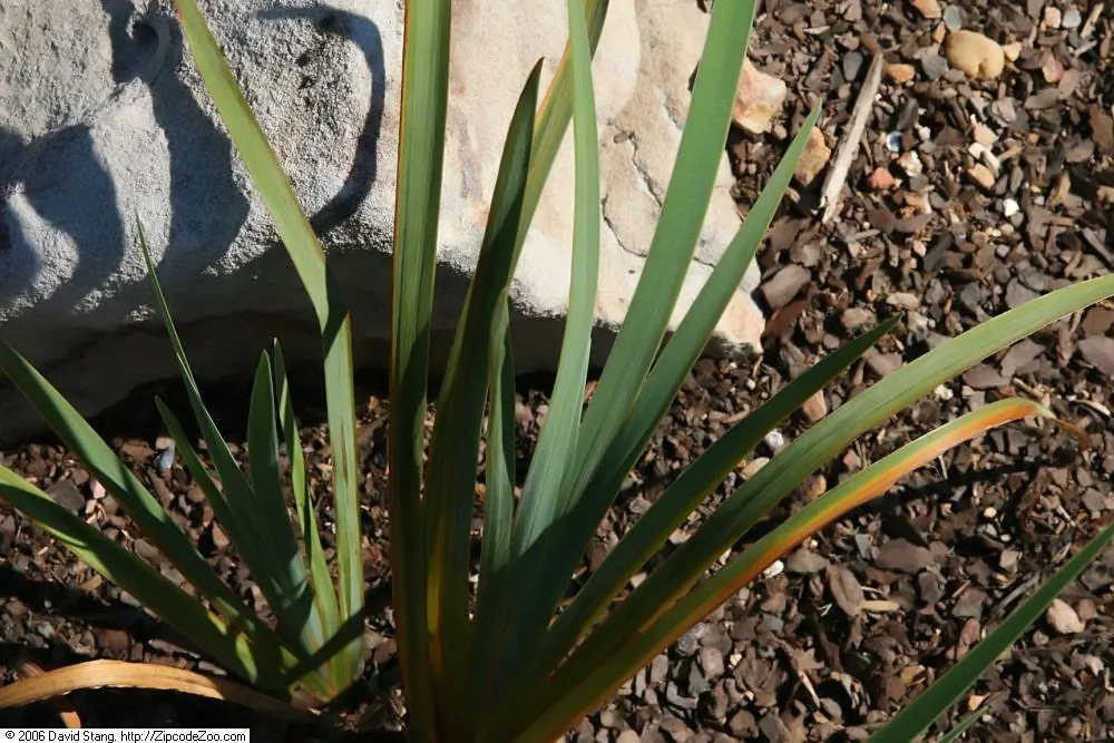 Gerald Darby Iris (Iris X Robusta 'Gerald Darby') — Thriving in wet conditions and hardy to zone 4