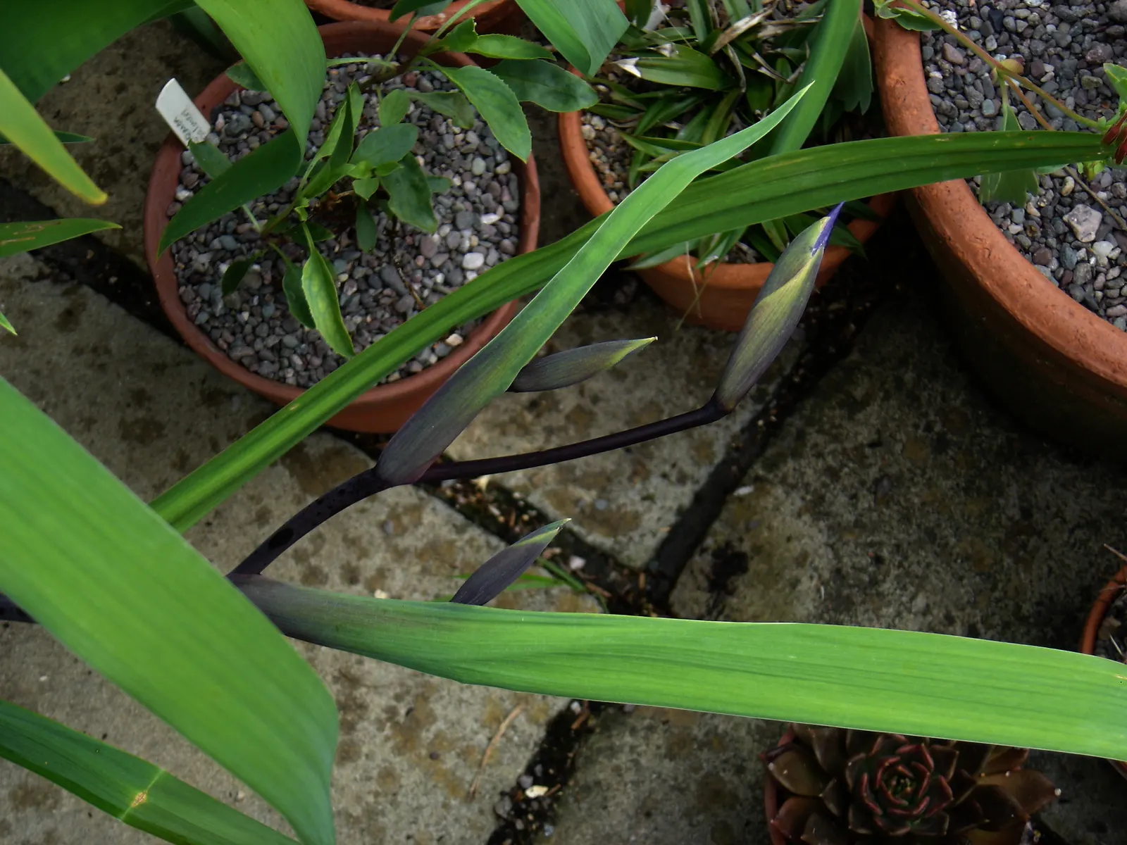 Gerald Darby Iris (Iris X Robusta 'Gerald Darby') — The Iris x robusta 'Gerald Darby' showcases striking purple-stained stems, reaching 36 inches in height