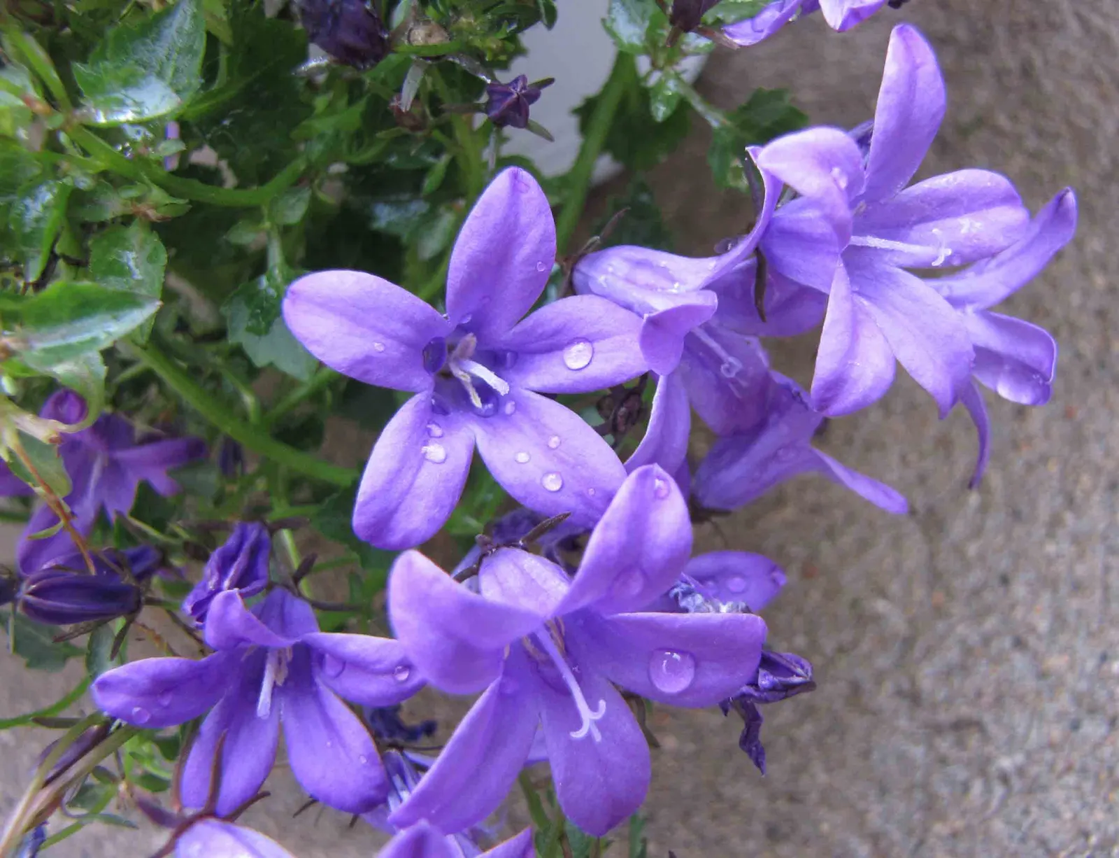 Birch Hybrid Bellflower (Campanula 'Birch Hybrid') — The Birch Hybrid Bellflower, Campanula 'Birch Hybrid', is a perennial thriving in zones 4-8