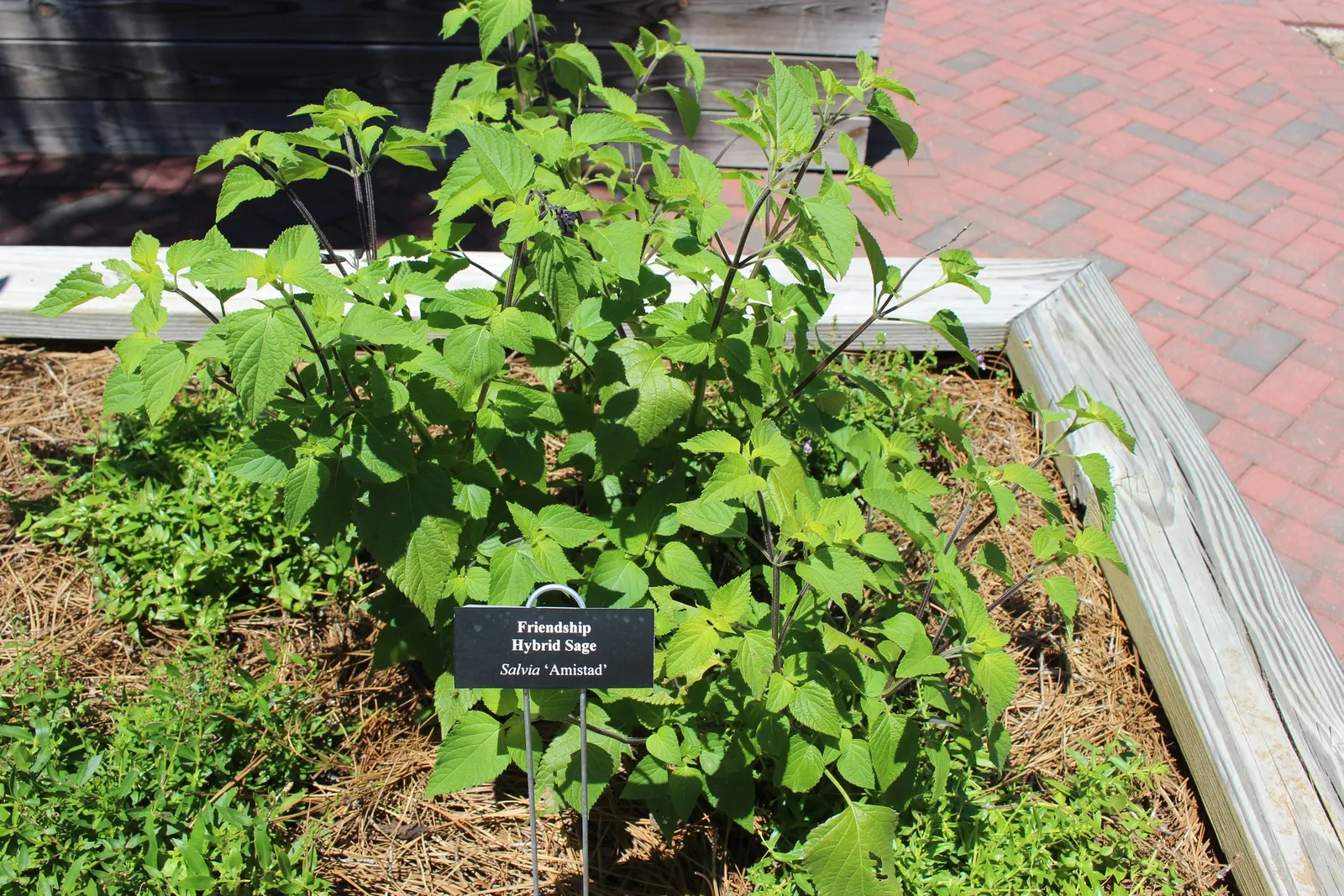 Friendship Sage (Salvia X 'Amistad') — This robust plant reaches up to 4 feet in height and spreads up to 2.5 feet wide