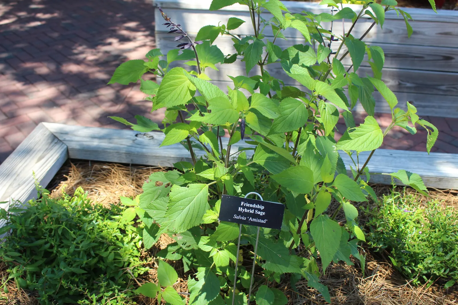 Friendship Sage (Salvia X 'Amistad') — is a striking perennial that boasts deep purple flowers with prominent black calyces
