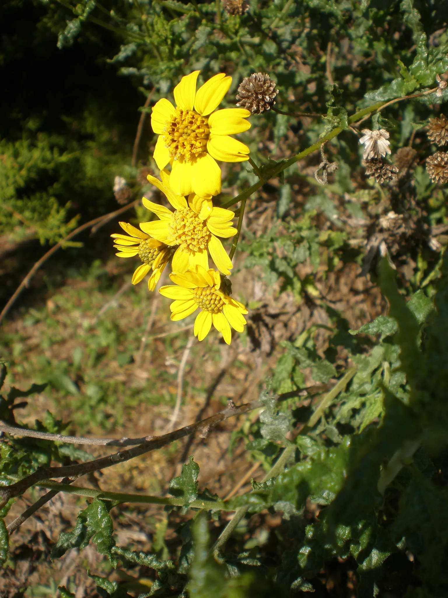 San Diego Sunflower (Bahiopsis Laciniata) — offering a delightful contrast against its dark green