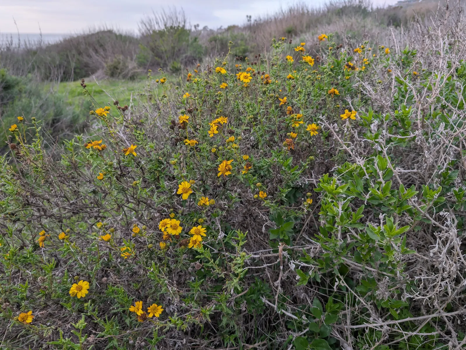 San Diego Sunflower (Bahiopsis Laciniata) — Attracts butterflies and pollinators, enhancing biodiversity