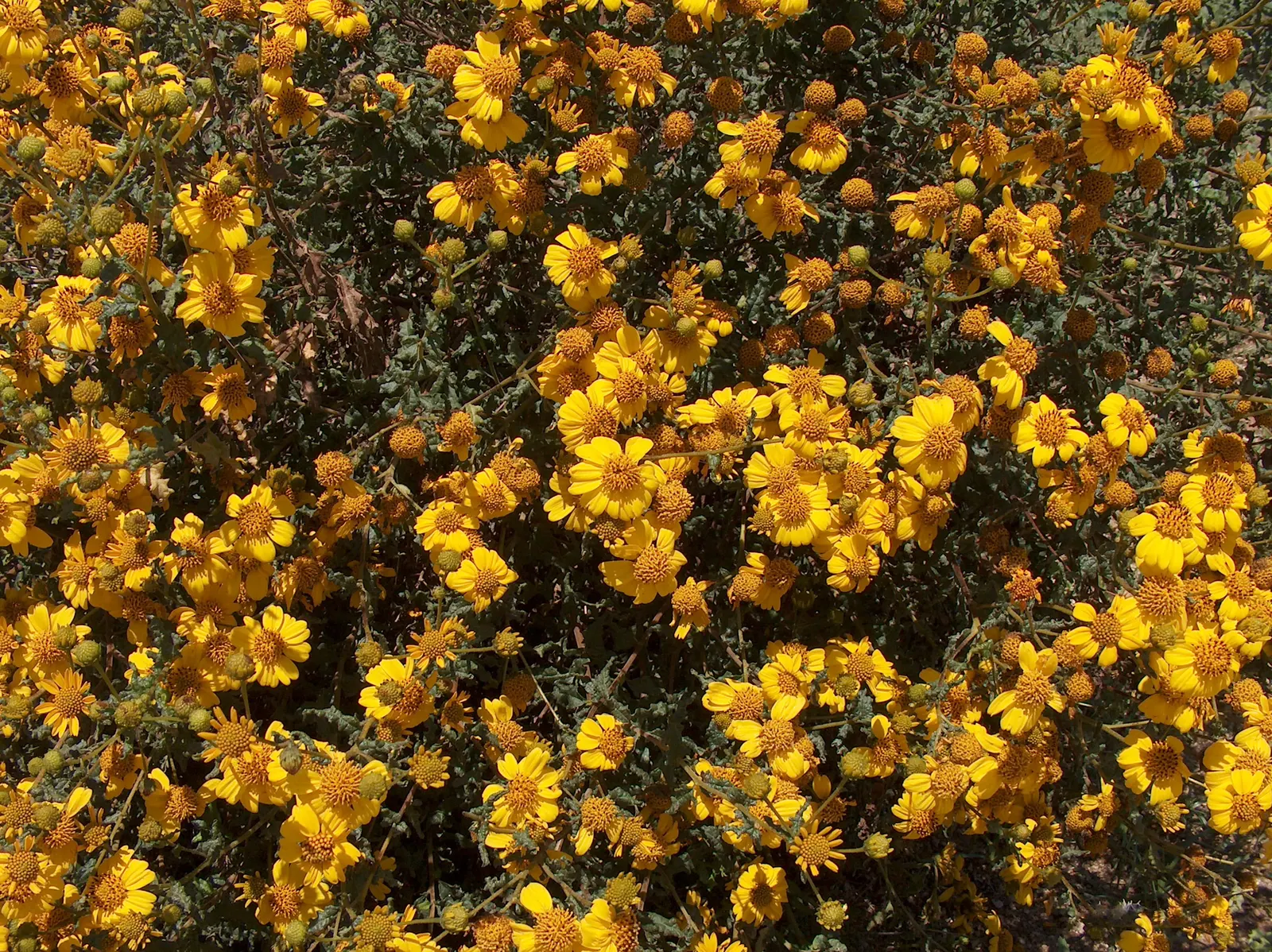 San Diego Sunflower (Bahiopsis Laciniata) — though its flowering prowess is maximized when bathed in ample rays