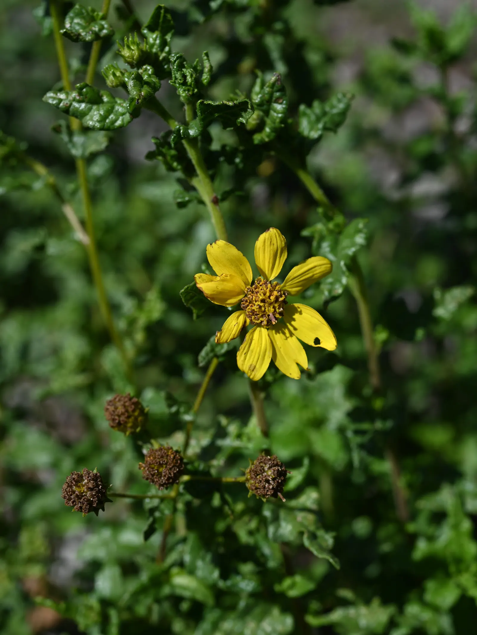 San Diego Sunflower (Bahiopsis Laciniata) — scientifically referred to as Bahiopsis laciniata