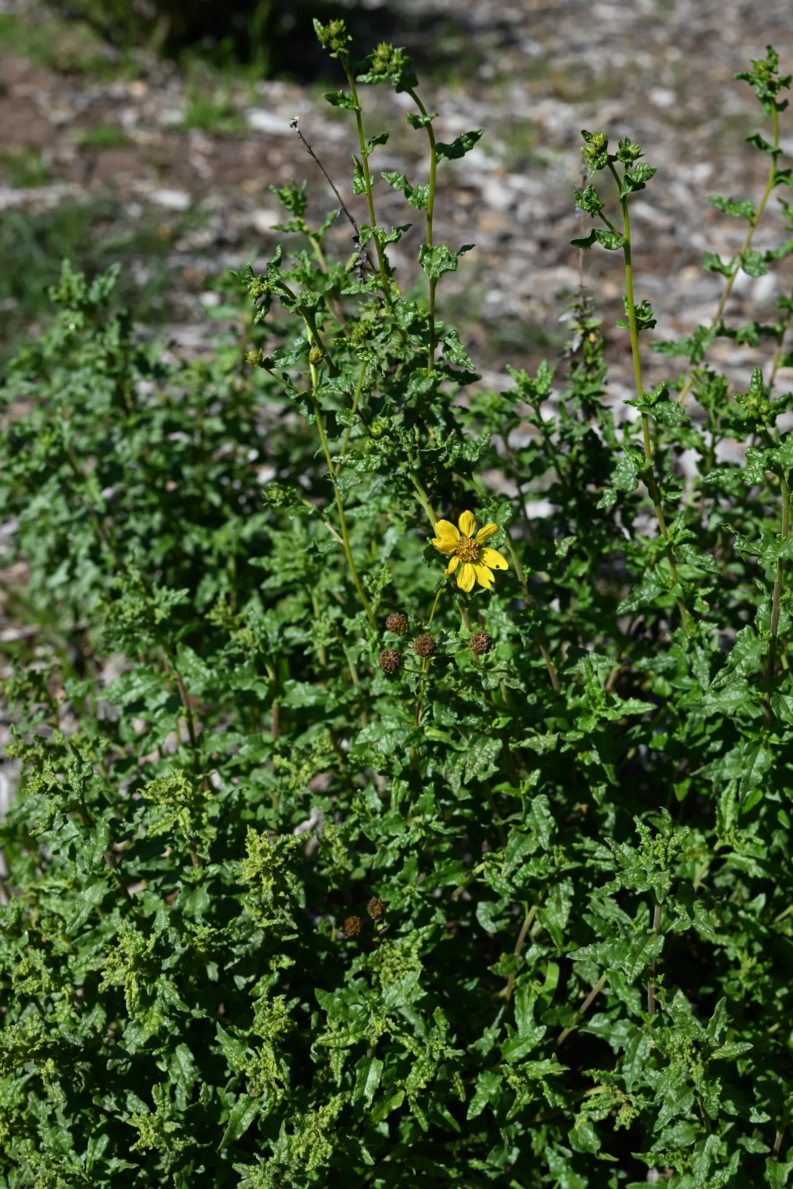 San Diego Sunflower (Bahiopsis Laciniata) — Drought-tolerant and preferring well-drained soil, it's ideal for water-wise gardens
