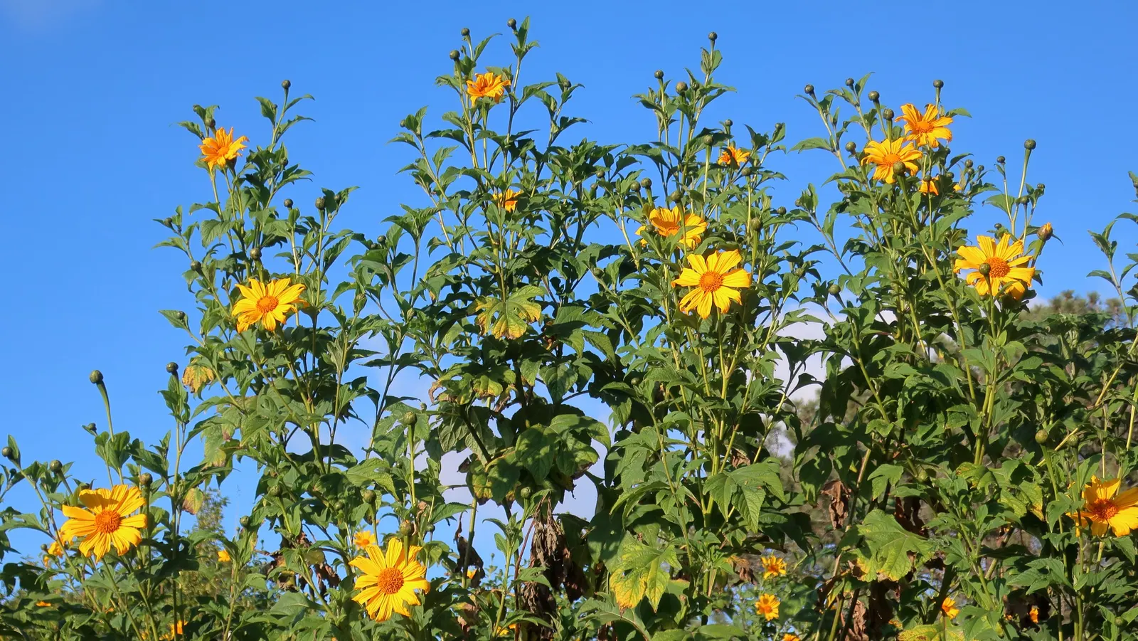 San Diego Sunflower (Bahiopsis Laciniata) — demanding minimal supplemental irrigation