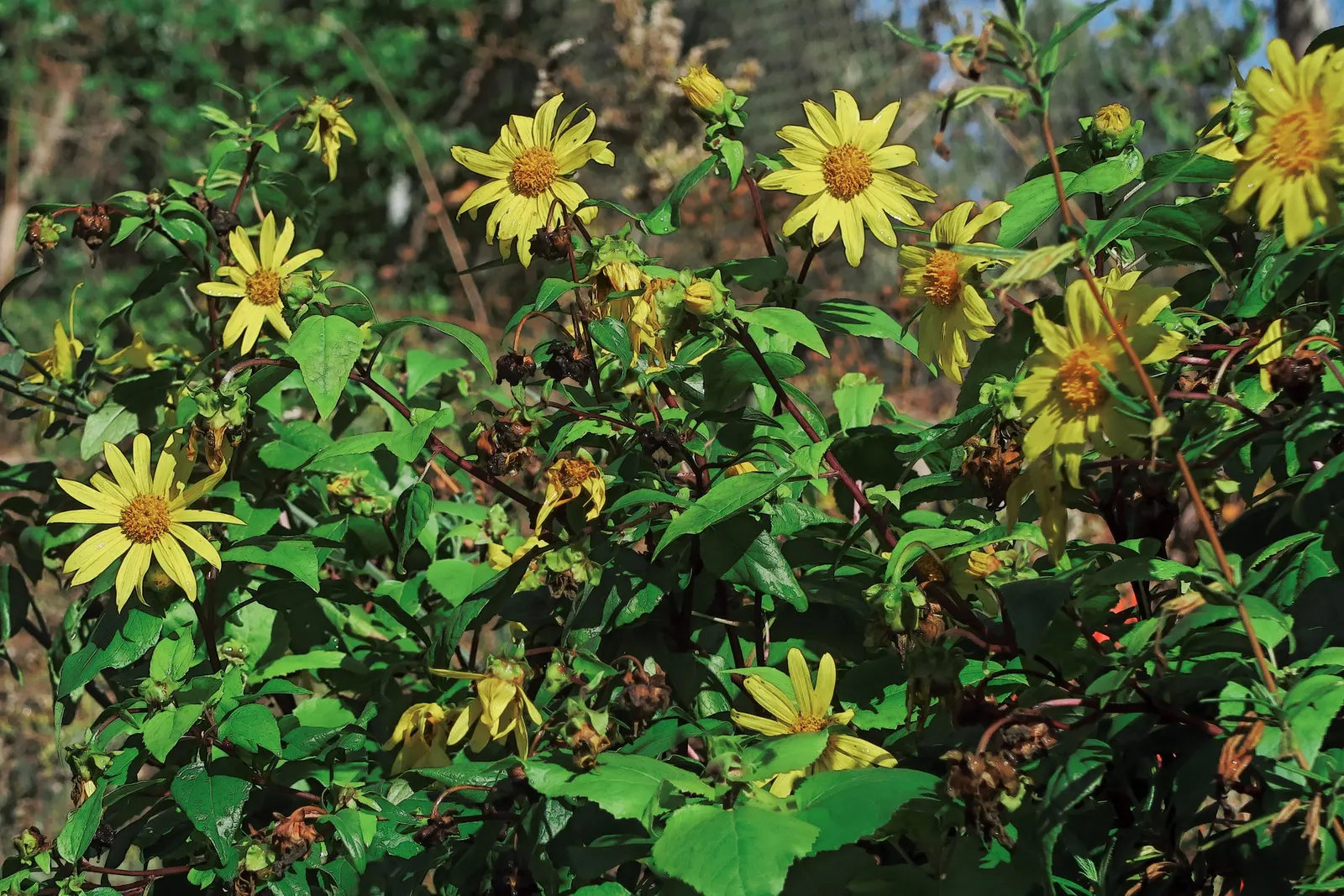 San Diego Sunflower (Bahiopsis Laciniata) — It flourishes in full sun, reaching heights of 2-3 feet with an equal spread