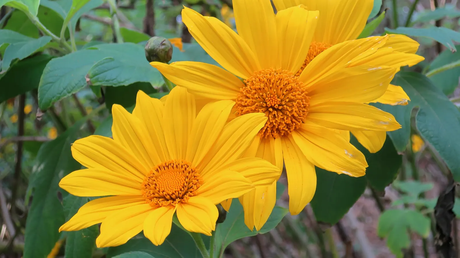 San Diego Sunflower (Bahiopsis Laciniata) — Adds a burst of color to coastal and inland settings