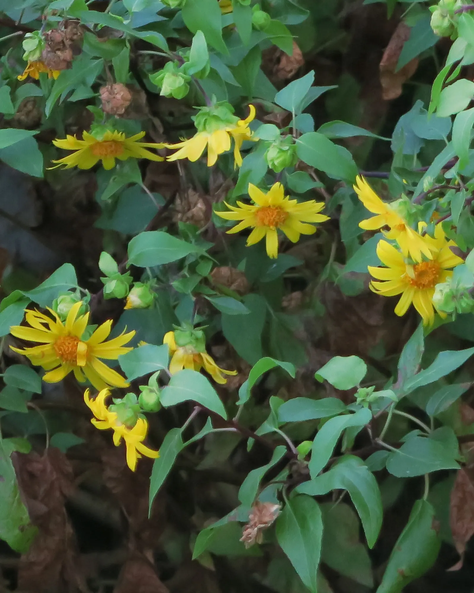 San Diego Sunflower (Bahiopsis Laciniata) — The San Diego Sunflower, Bahiopsis laciniata, is a vibrant perennial native to Southern California