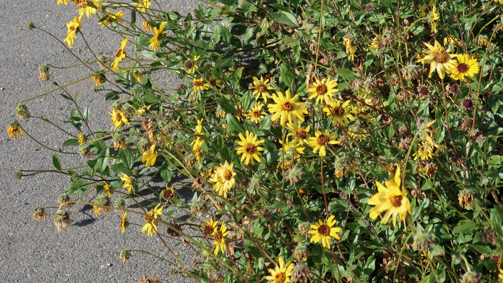 San Diego Sunflower (Bahiopsis Laciniata) — Its informal and upright habit makes it an excellent choice for borders