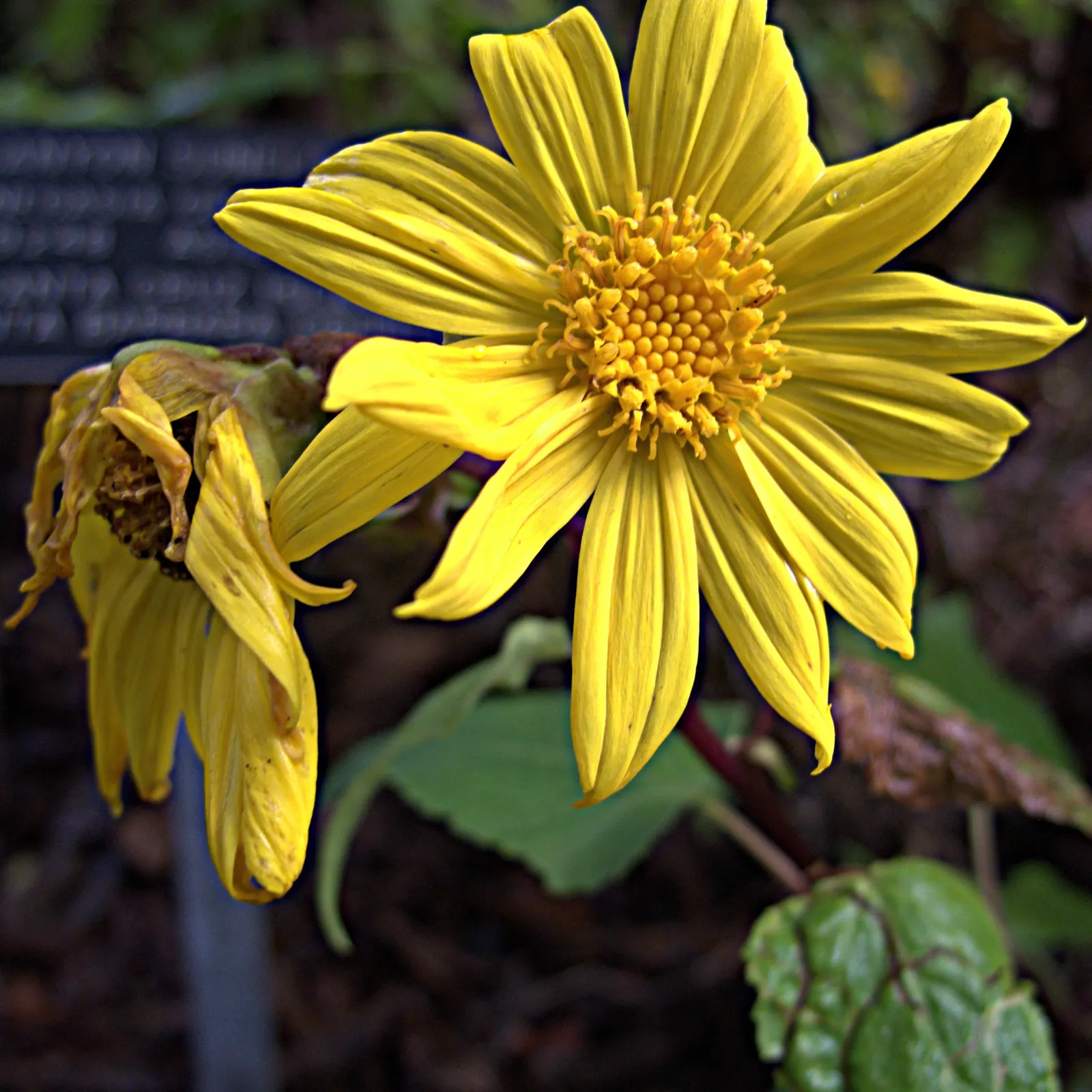 San Diego Sunflower (Bahiopsis Laciniata) — Its golden-yellow blooms brighten landscapes from late summer to early fall