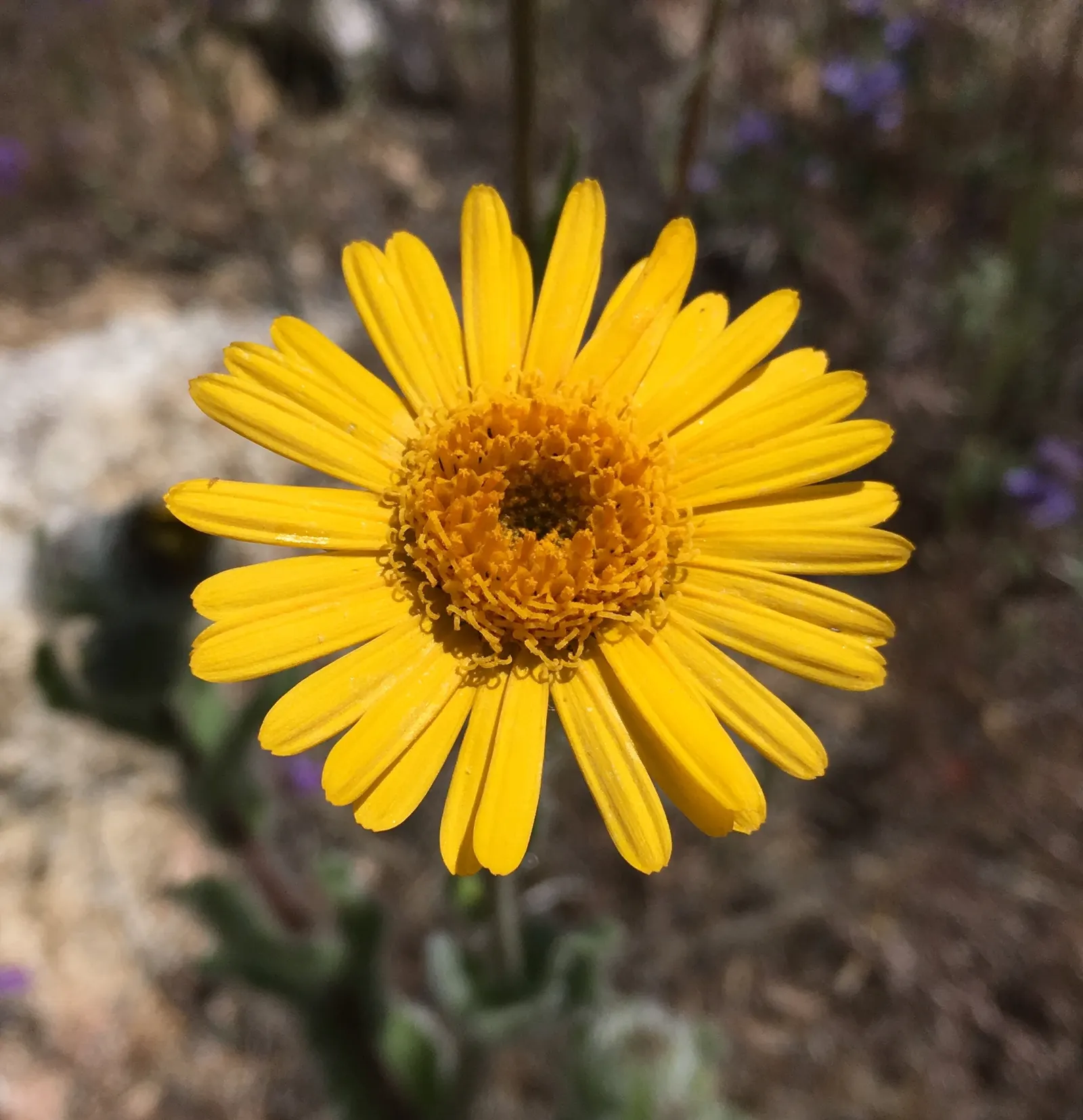 San Diego Sunflower (Bahiopsis Laciniata) — allowing this species to avoid root diseases commonly associated with overly moist conditions