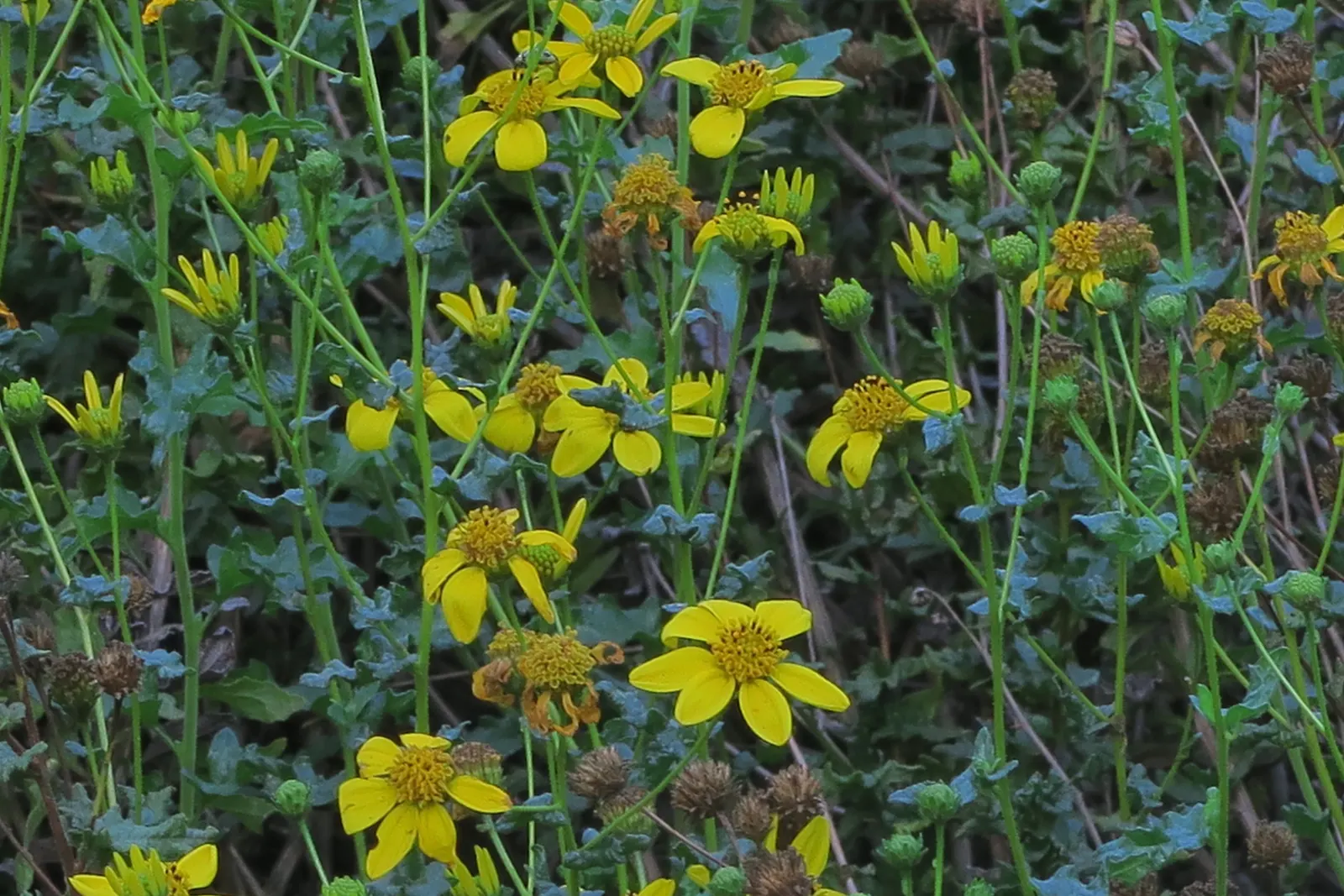 San Diego Sunflower (Bahiopsis Laciniata) — yellow flowers in the garden