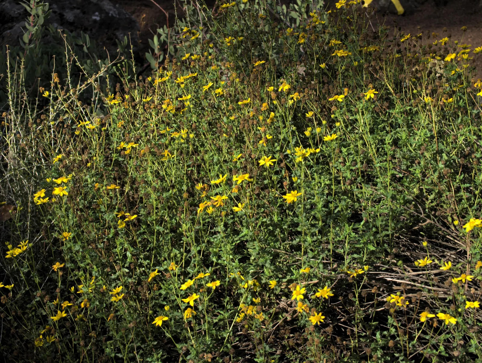 San Diego Sunflower (Bahiopsis Laciniata) — consider grouping it with other drought-tolerant species to create a sustainable and cohesive display