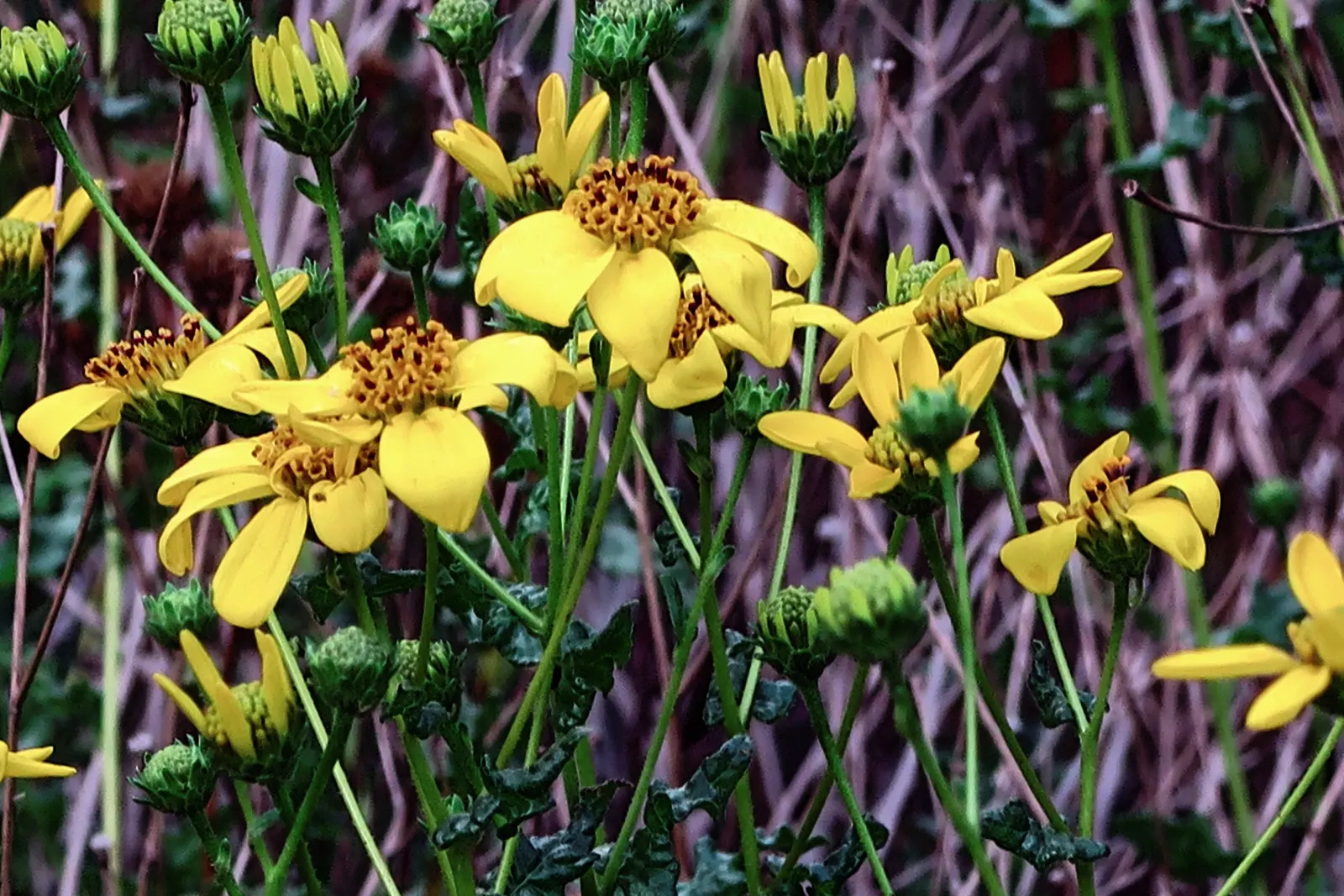 San Diego Sunflower (Bahiopsis Laciniata) — particularly in the arid climate zones of its native range.<br><br>Flowering mainly from April to October