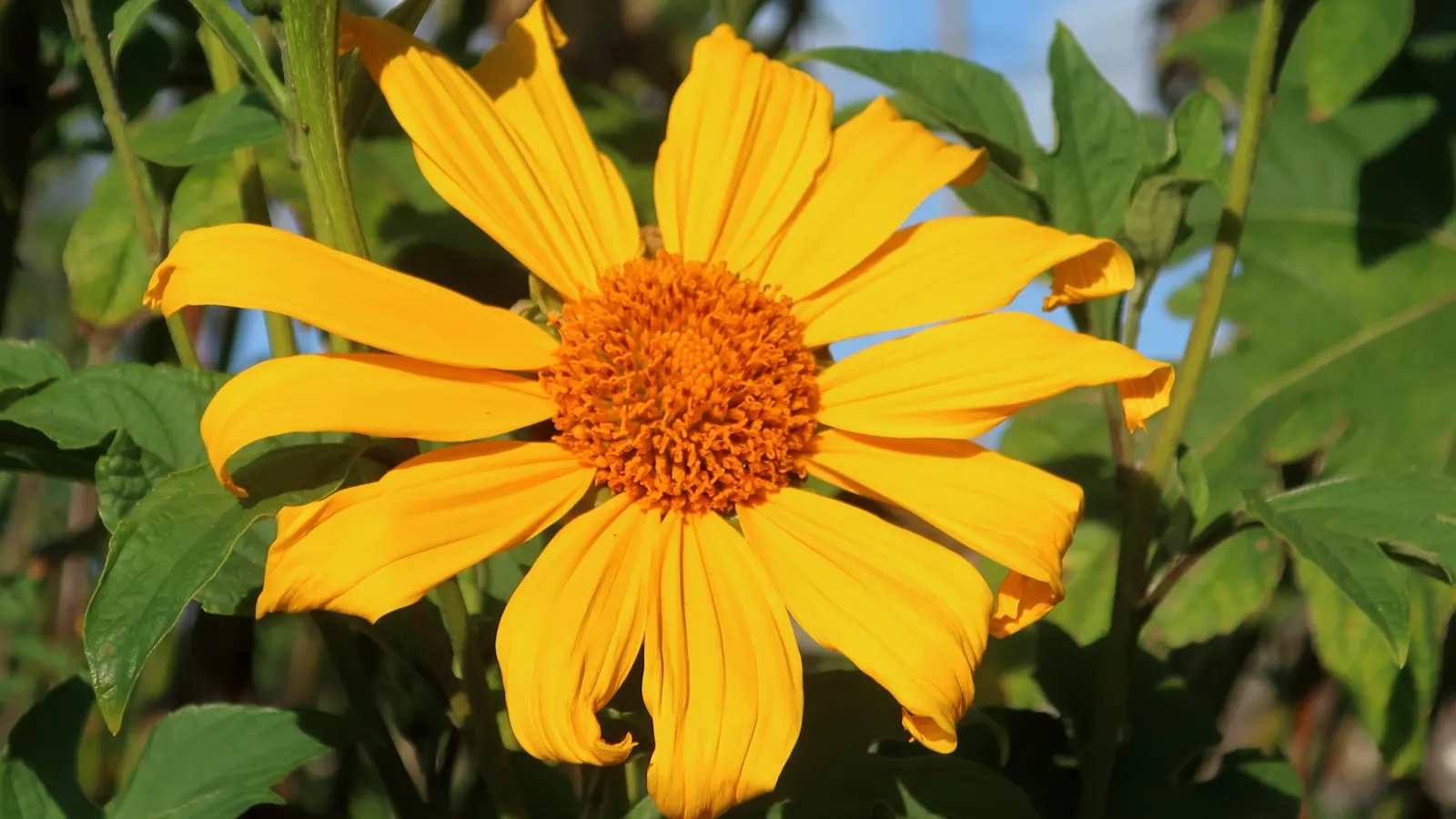 San Diego Sunflower (Bahiopsis Laciniata) — the San Diego Sunflower showcases intricate yellow blooms that can span up to 2 inches across
