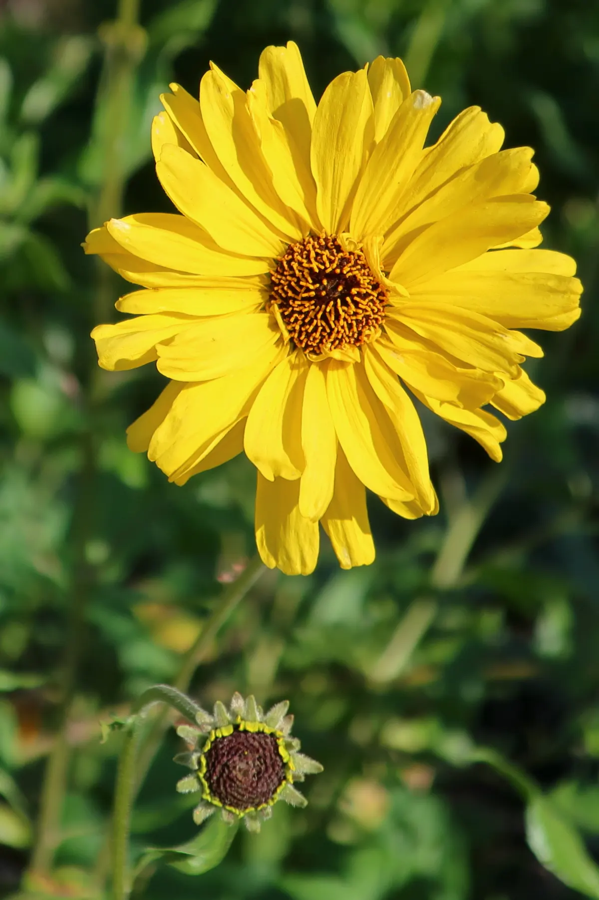 San Diego Sunflower (Bahiopsis Laciniata) — When incorporating Bahiopsis laciniata into your landscape design