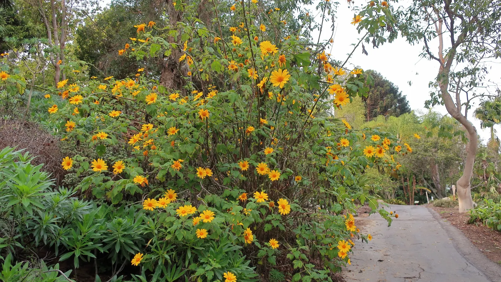 San Diego Sunflower (Bahiopsis Laciniata) — Minimal maintenance required