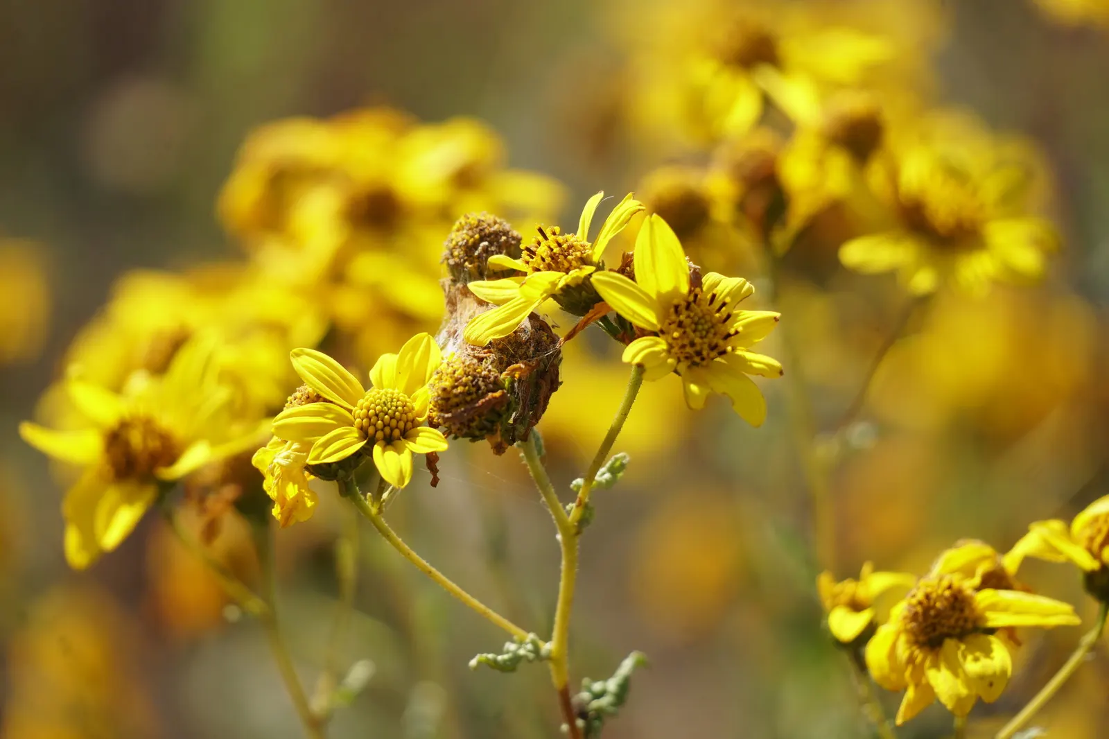 San Diego Sunflower (Bahiopsis Laciniata) — well-drained soil is essential