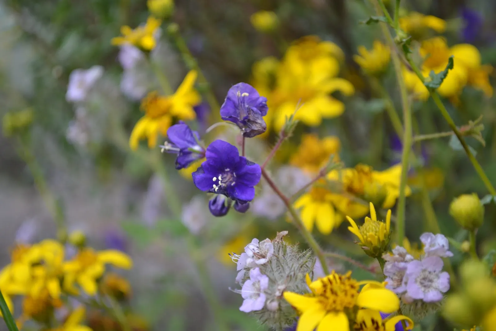 San Diego Sunflower (Bahiopsis Laciniata) — Its water requirements are modest
