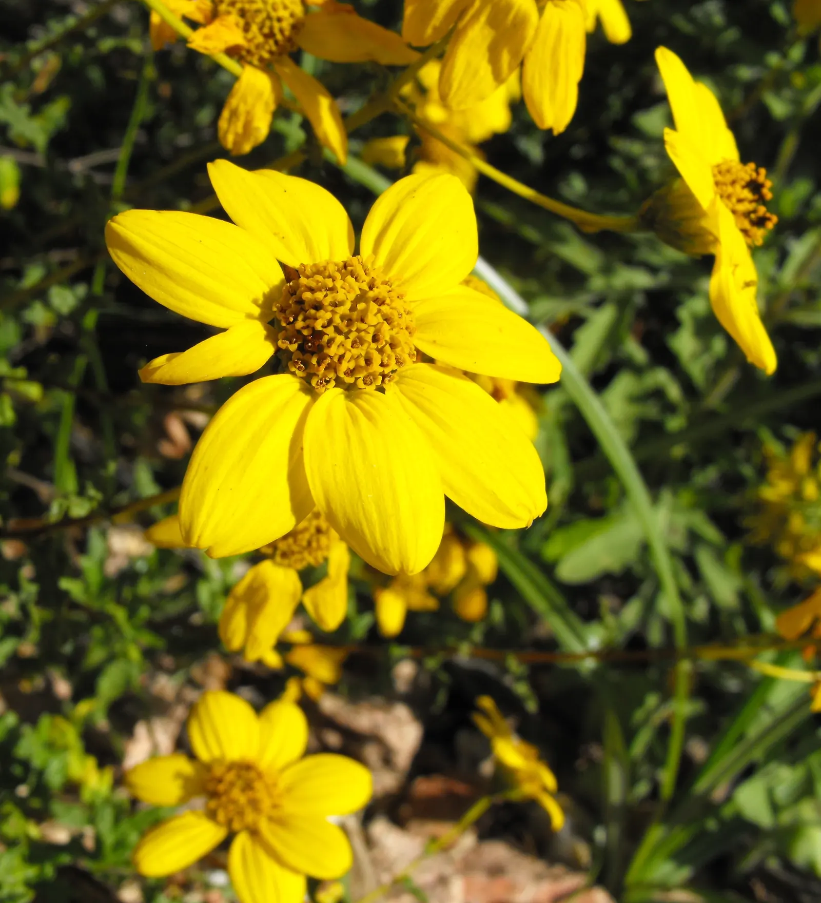 San Diego Sunflower (Bahiopsis Laciniata) — which contribute to the ecological health of the garden space.<br><br>For optimal growth