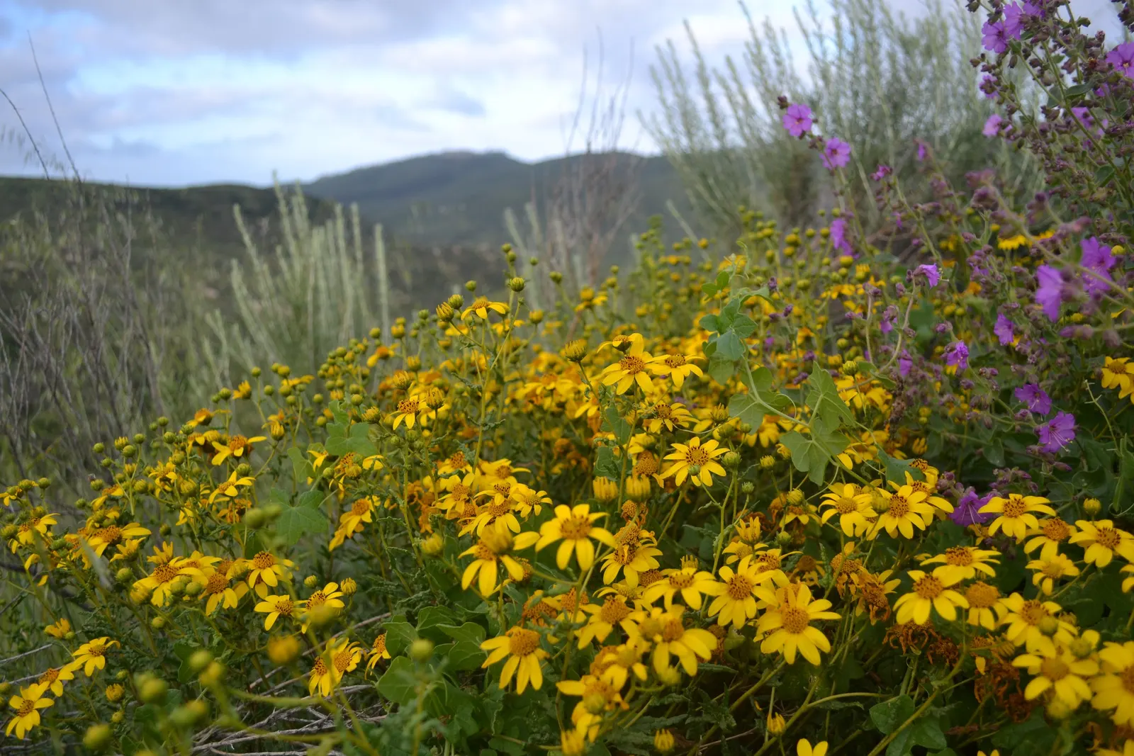 San Diego Sunflower (Bahiopsis Laciniata) — is a resilient and vibrant perennial that is sure to add a touch of Californian flair to any landscape design