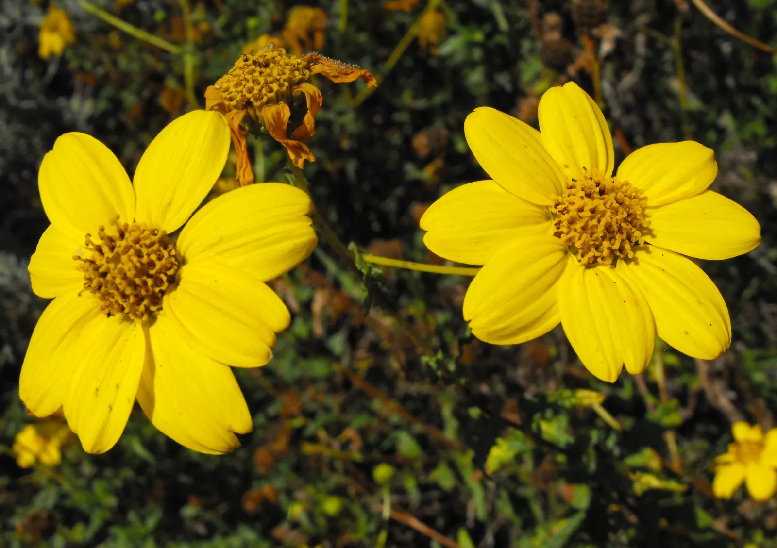 San Diego Sunflower (Bahiopsis Laciniata) — The blossoms attract an array of beneficial pollinators