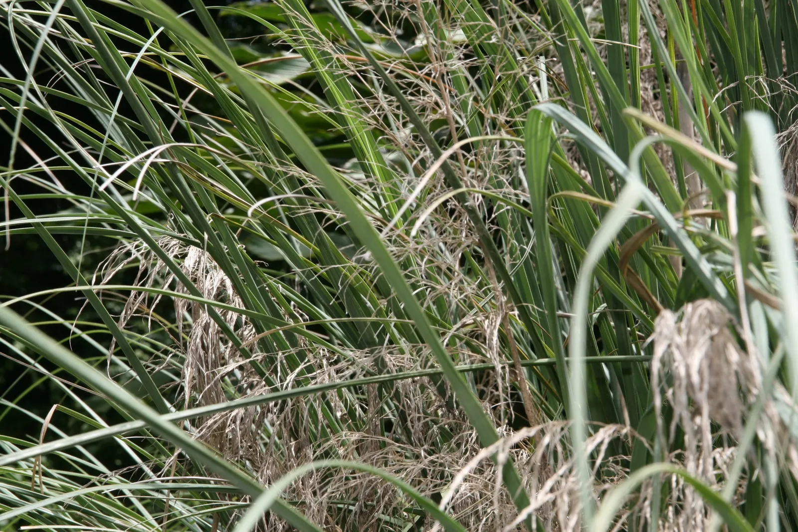 White Pampas Grass (Cortaderia Selloana 'Silver Comet') — typically adding an additional 2 to 3 feet to the plant's height