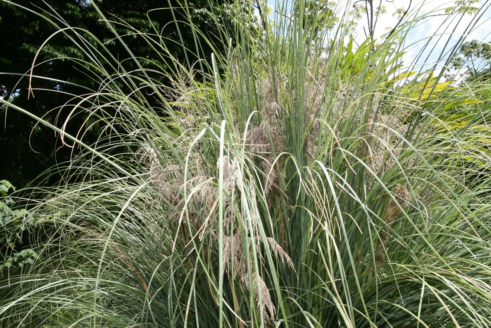 White Pampas Grass (Cortaderia Selloana 'Silver Comet') — highly valued for its striking variegated foliage and showy white plume-like flowers