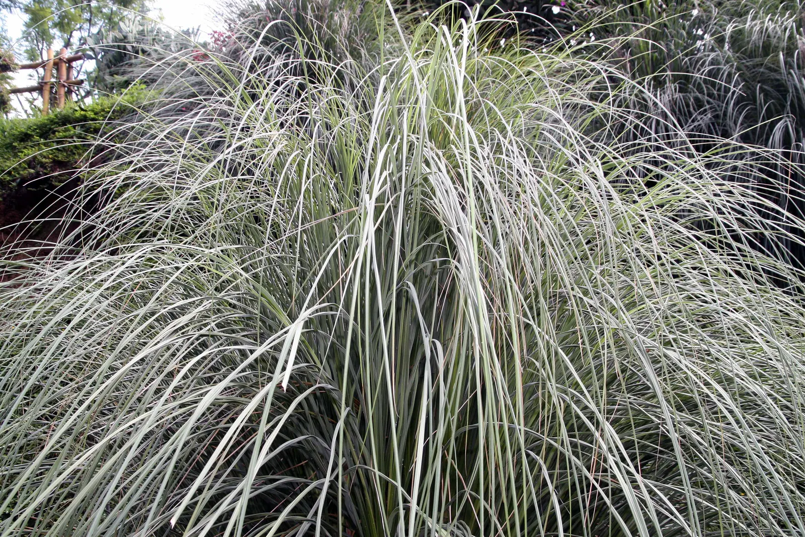 White Pampas Grass (Cortaderia Selloana 'Silver Comet') — or as a dramatic backdrop for perennial beds