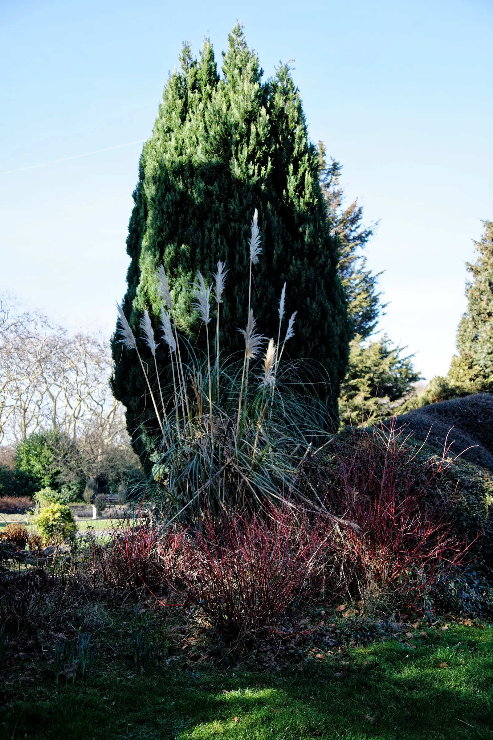 White Pampas Grass (Cortaderia Selloana 'Silver Comet') — These plumes continue to provide visual interest well into the fall and even winter if they are not