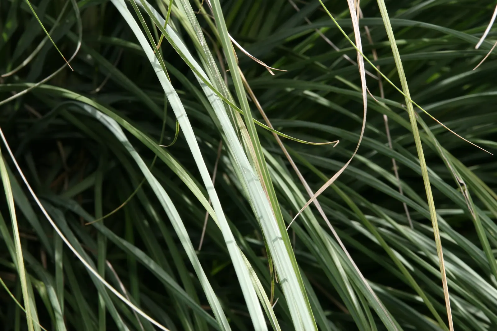 White Pampas Grass (Cortaderia Selloana 'Silver Comet') — white flowers in the garden