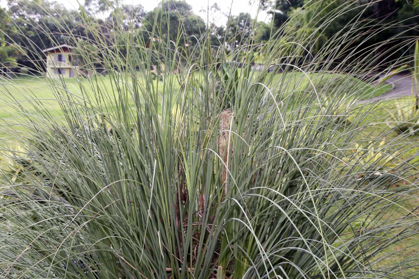 White Pampas Grass (Cortaderia Selloana 'Silver Comet') — is a dramatic and elegant ornamental grass