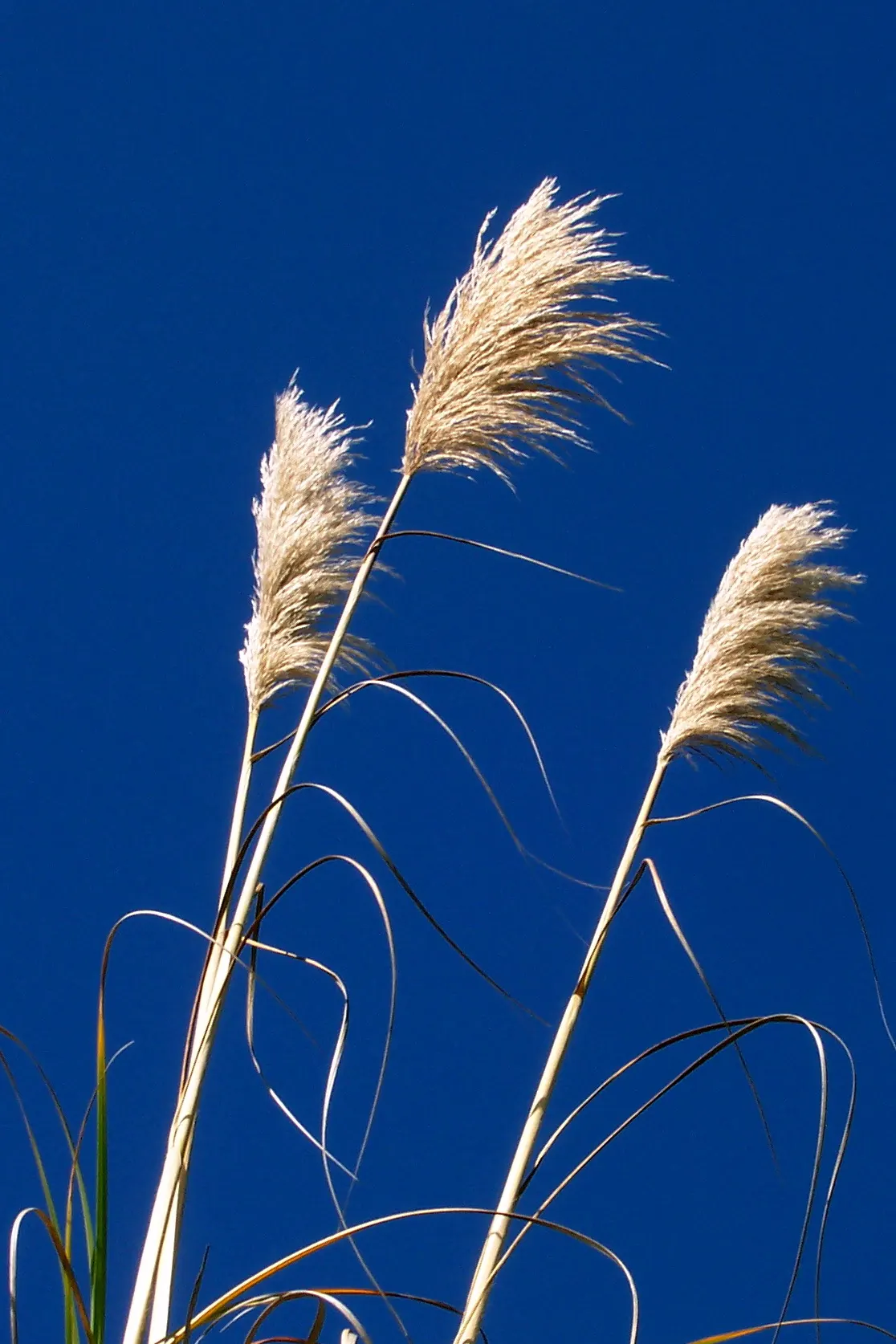 White Pampas Grass (Cortaderia Selloana 'Silver Comet') — offering a striking vertical element to landscapes