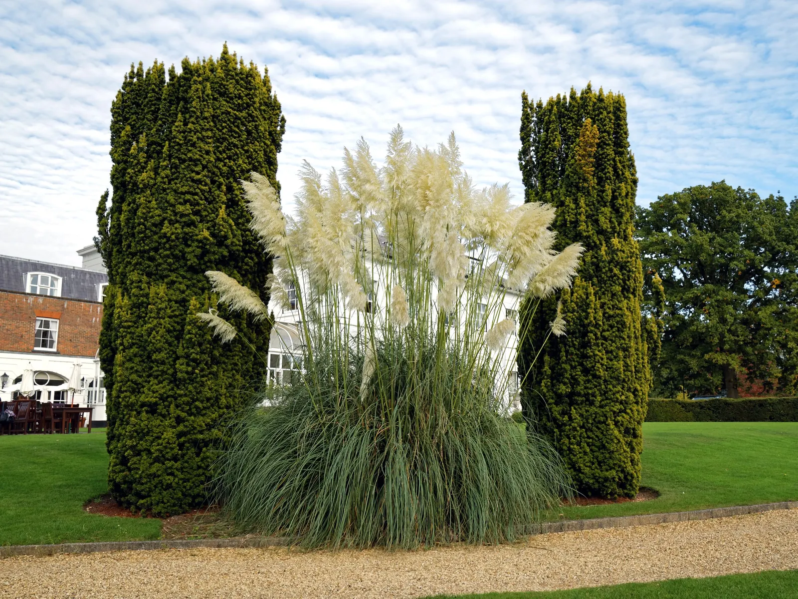 White Pampas Grass (Cortaderia Selloana 'Silver Comet') — Hardy in USDA zones 7 through 10