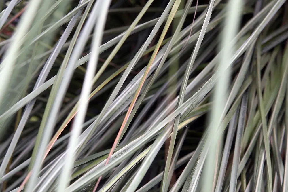 White Pampas Grass (Cortaderia Selloana 'Silver Comet') — as it can be quite dominant in a landscape design