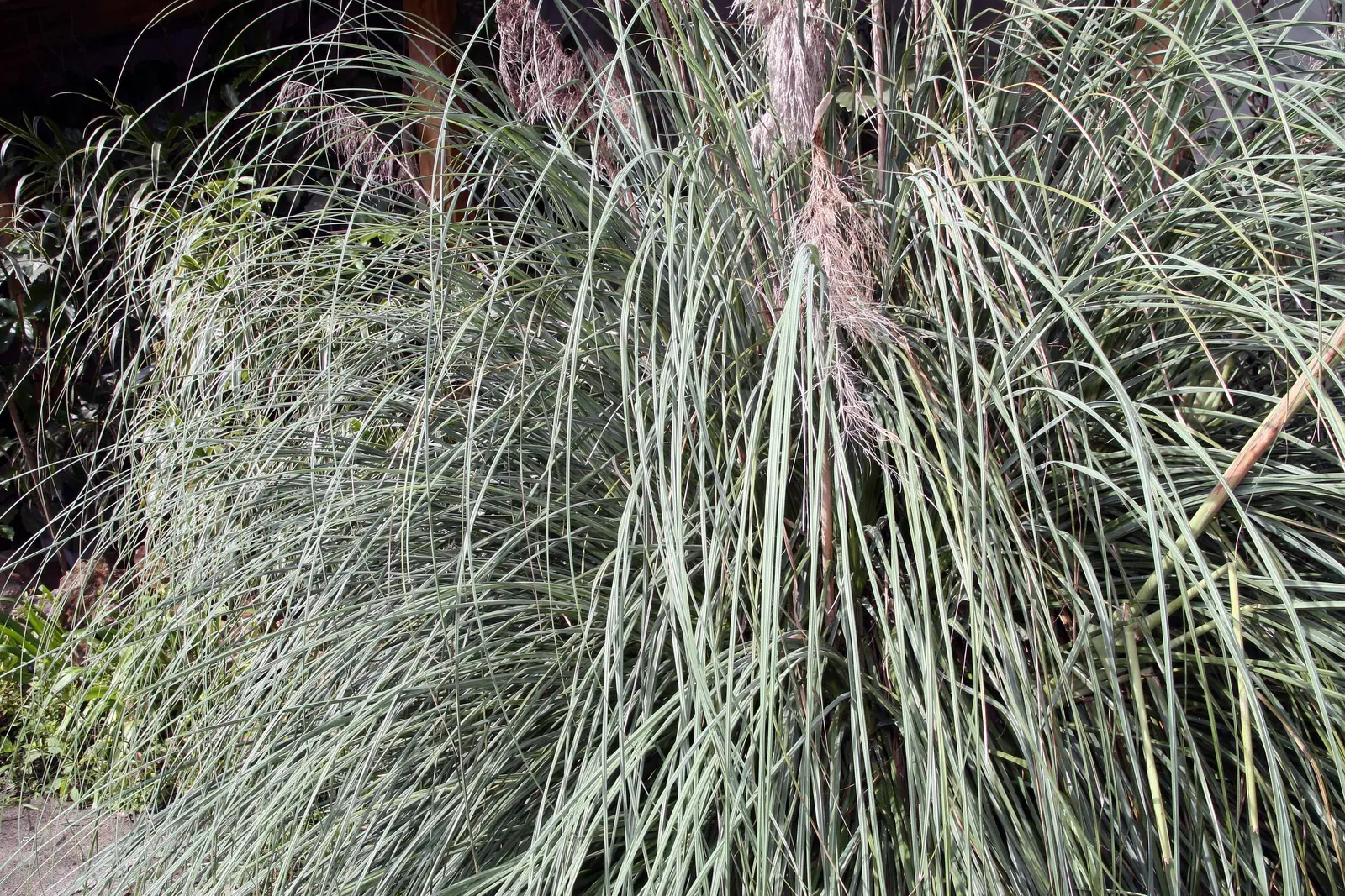 White Pampas Grass (Cortaderia Selloana 'Silver Comet') — White Pampas Grass 'Silver Comet' features showy white plumes soaring above clumps of arching